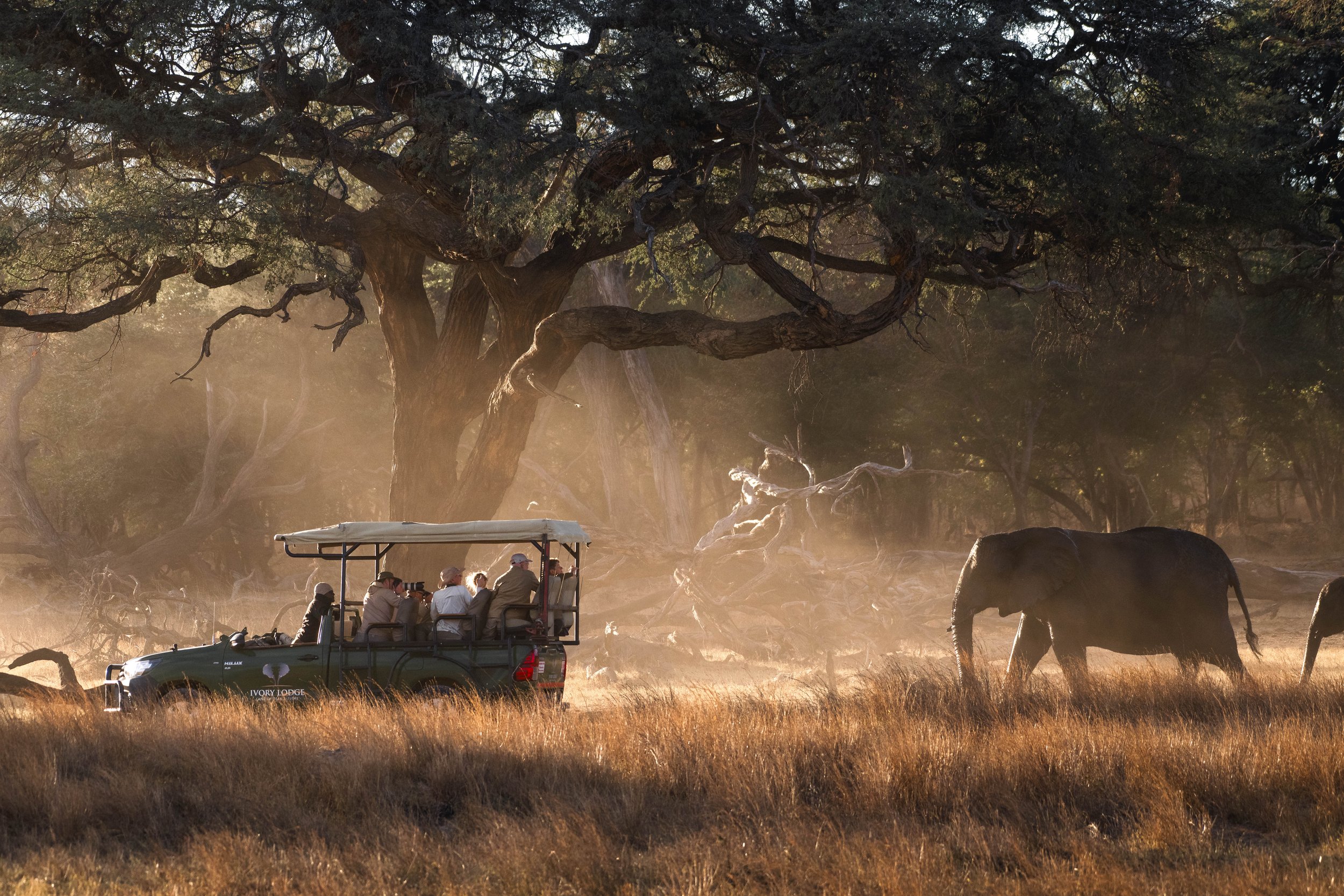 A group of elephants following a safari vehicle with tourists in it.