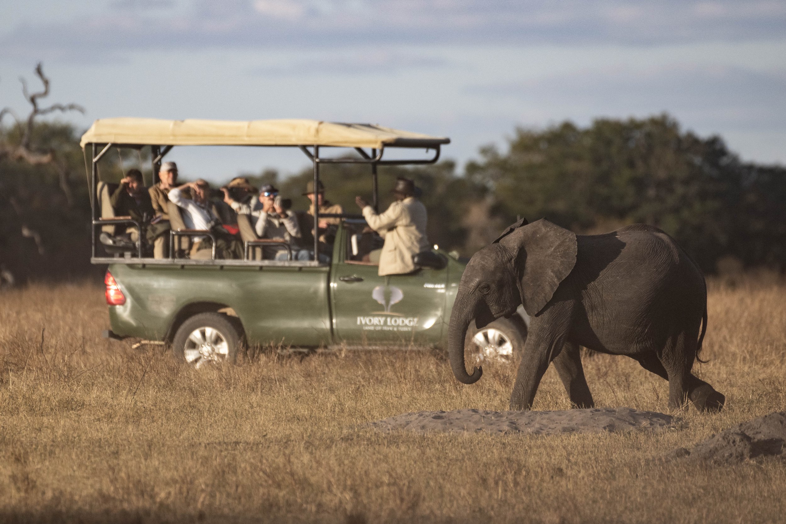 A group of tourist taking some photos of an elephant.