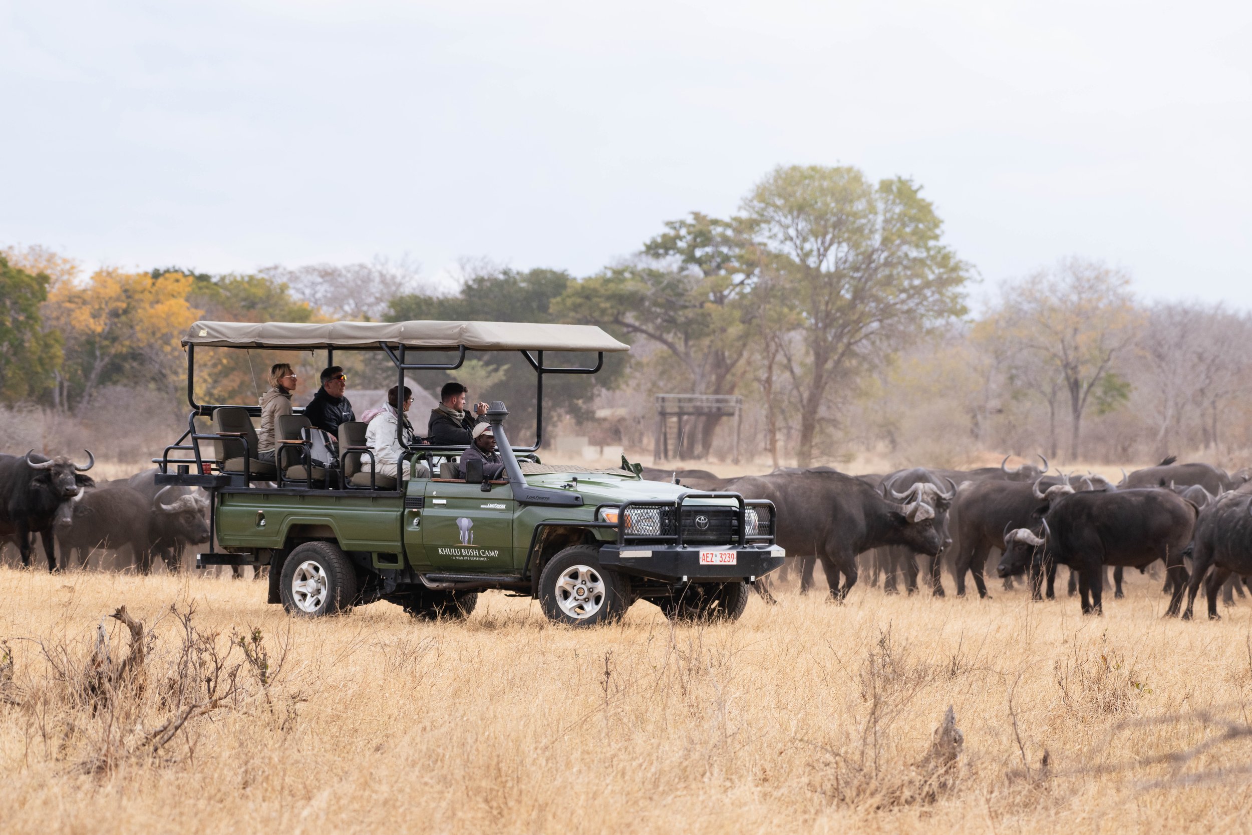 A safari car passing by a wildebeest herd.