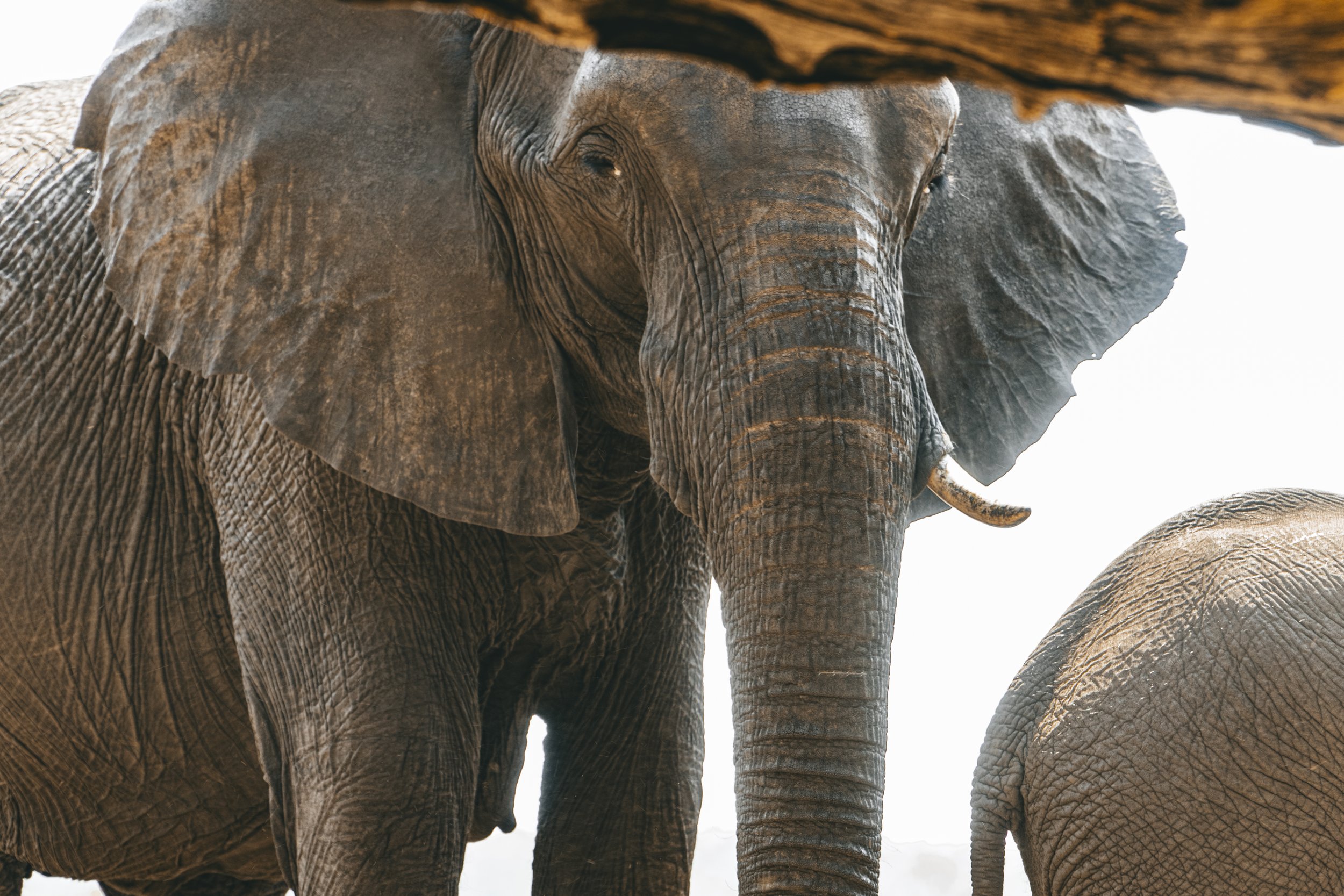 An elephant in front of the safari car.