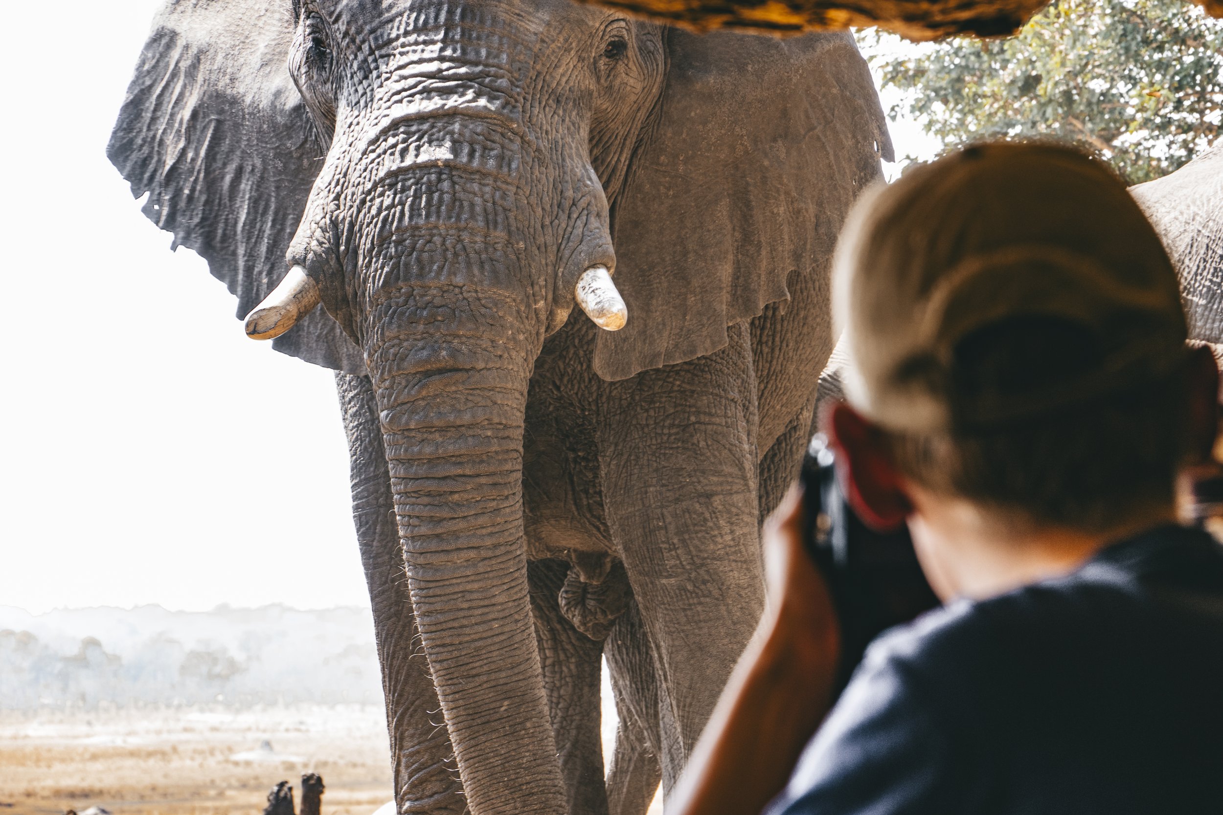 A man taking photos of the elephant.