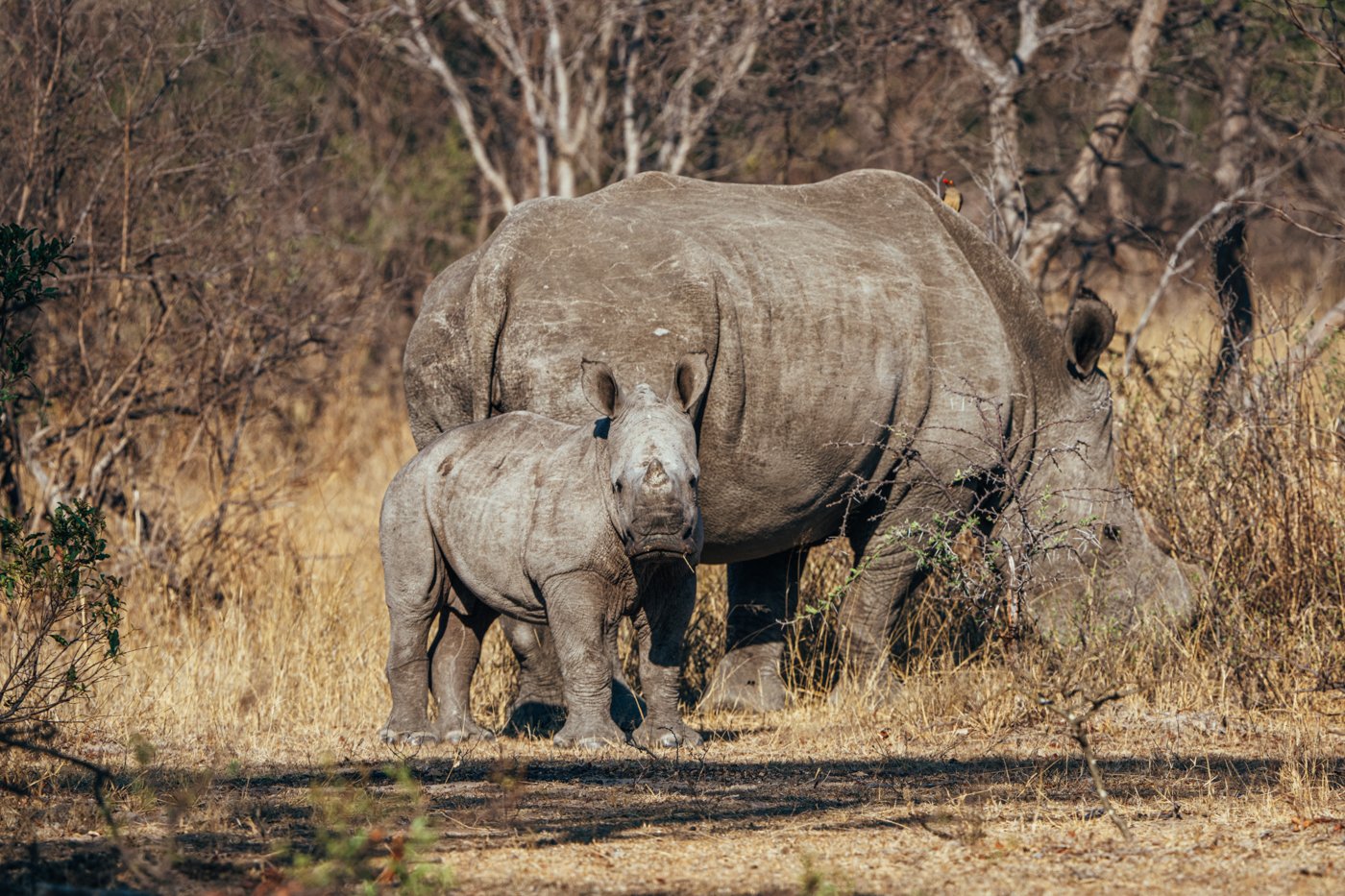 A mother and baby rhino in the field. 