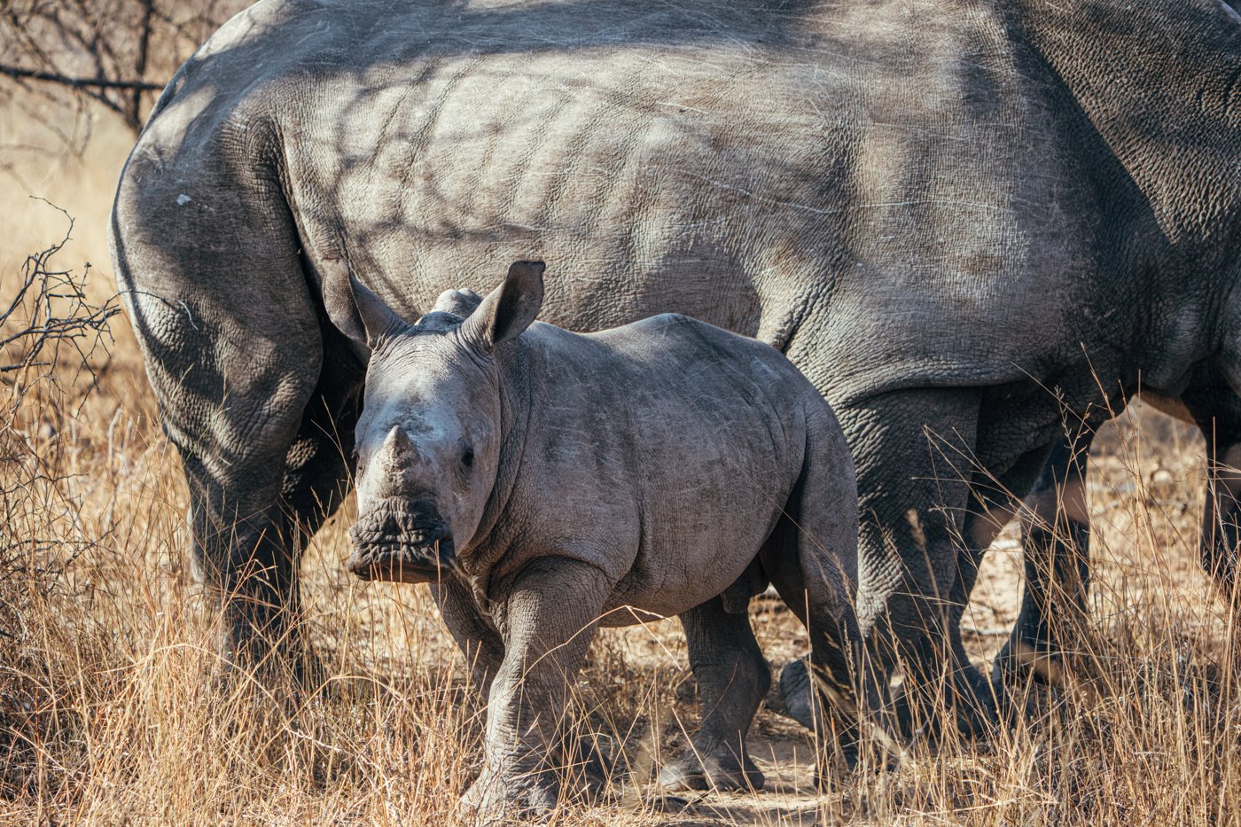 A mother and baby rhino in Safari.