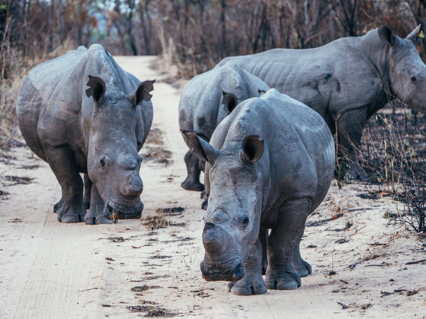 A group of rhinos walking in Safari.