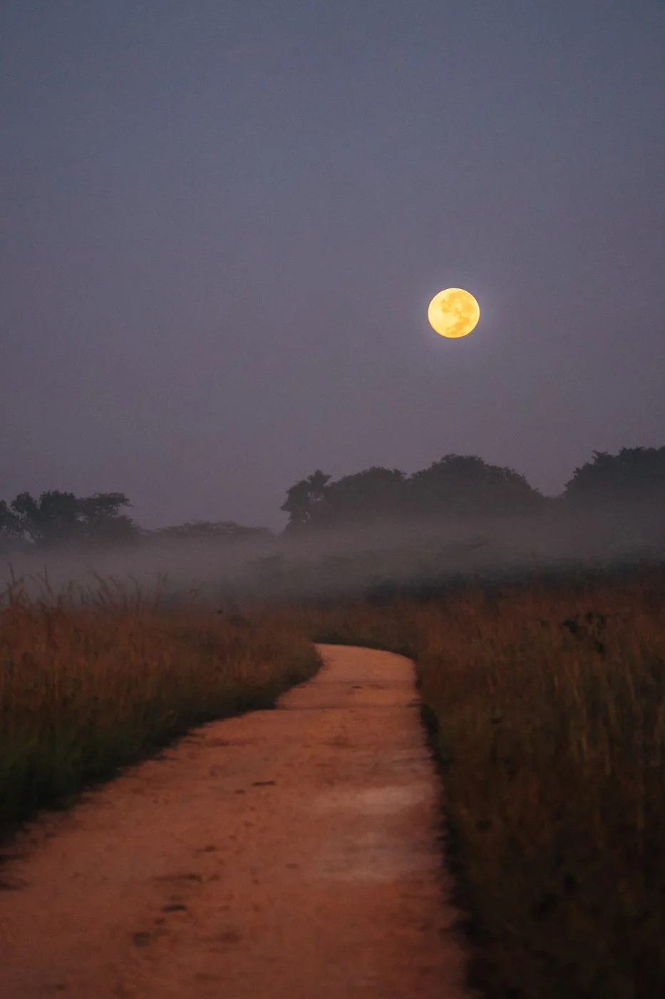 Counting the Wild Under a Silver Sky: Amalinda Safari Collection’s Full‑Moon Game Census