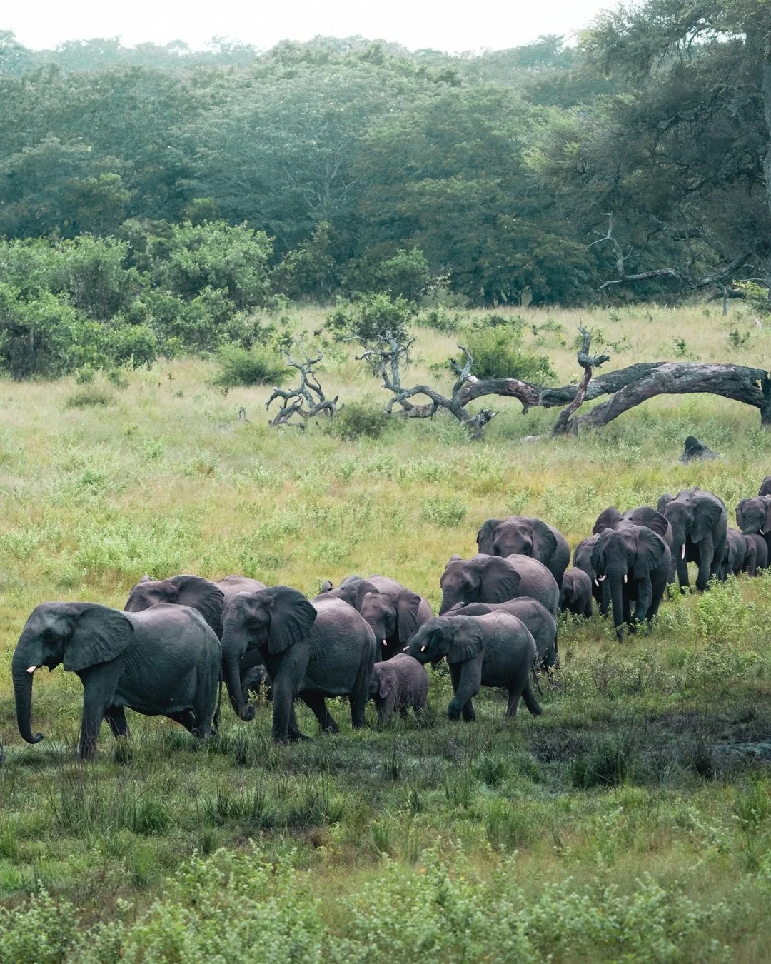 As another green season comes to a close; we celebrate the stunning sightings we were graced with during this period 💚
&bull;
A gentle reminder: there&rsquo;s a common misconception about the best time to go on safari. Do your research! This season 