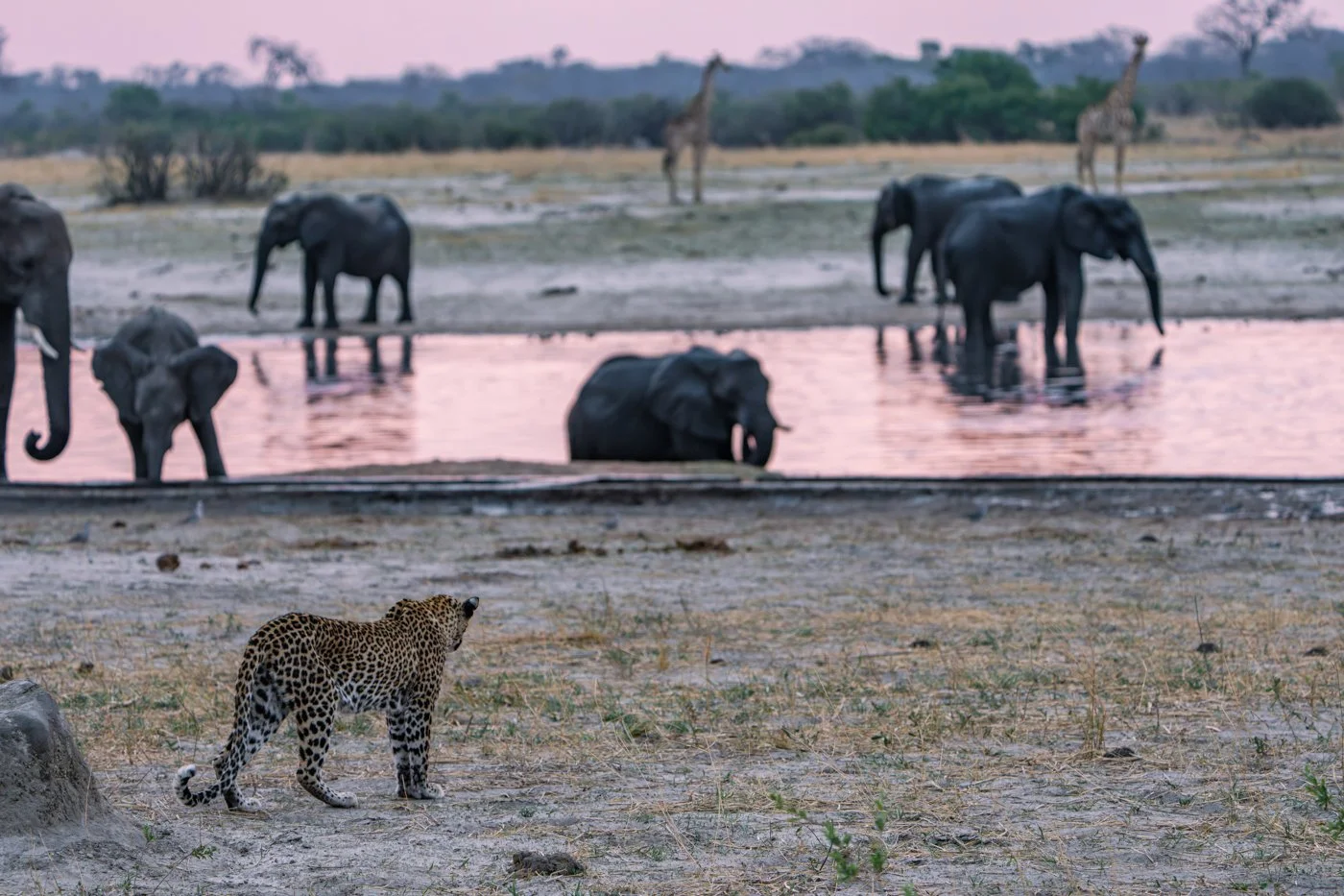 Zimbabwe vs Kenya: The Ultimate Safari Comparison