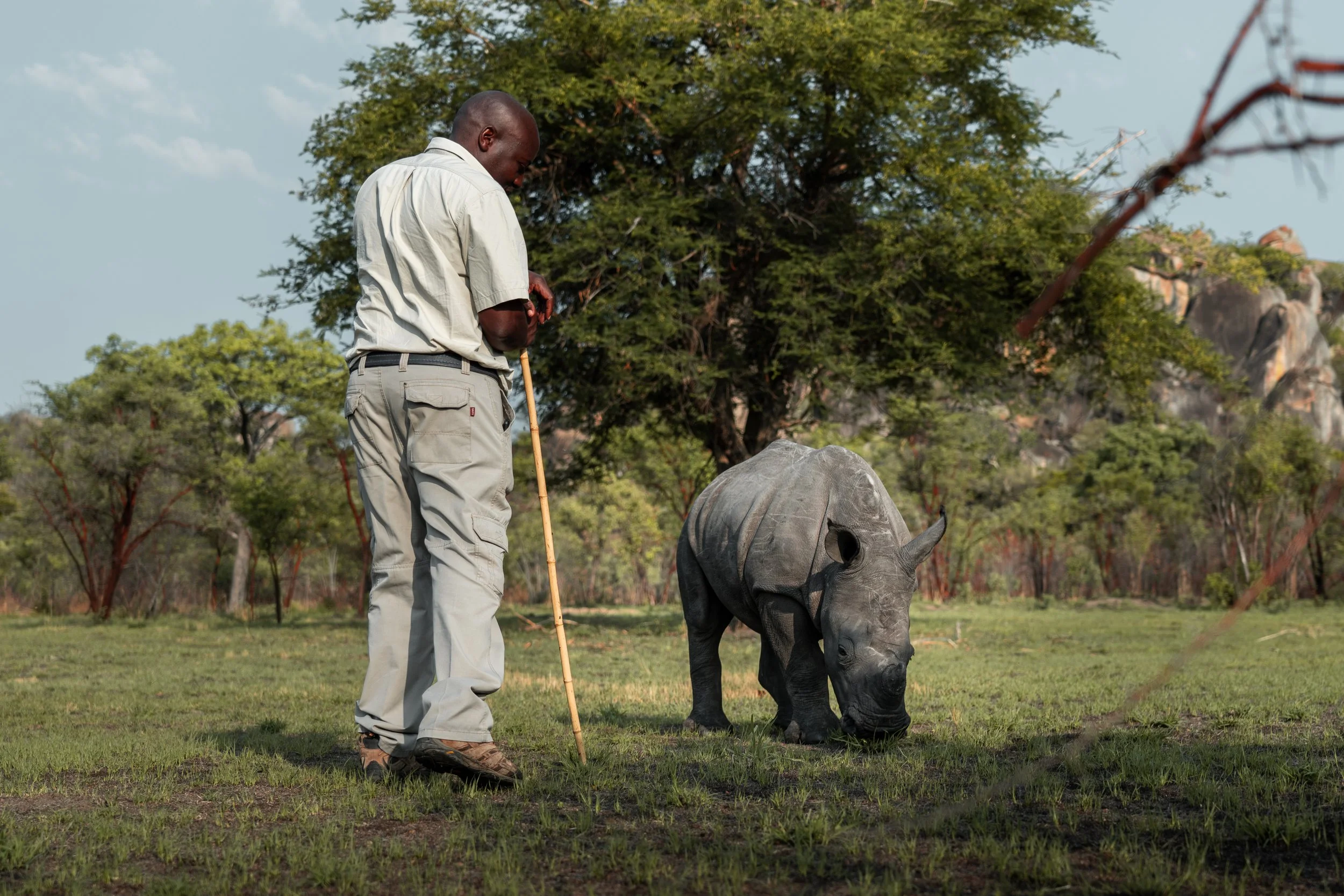 Matopos Rhino Tracking Guide: What to Expect on Foot with Zimbabwe's White Rhinos