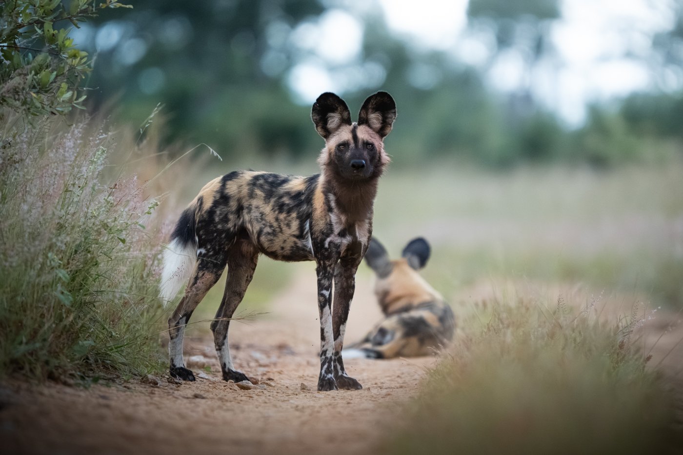 Interesting Facts On African Wild Dogs