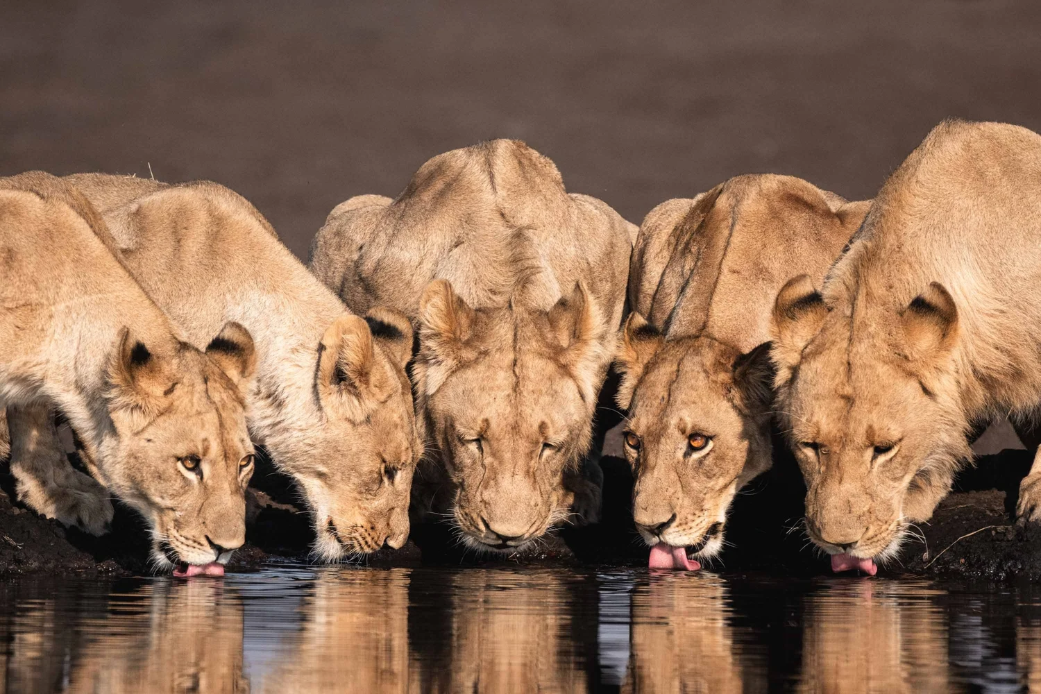 A pride of lions drinking at a waterhole, reflected in the water.