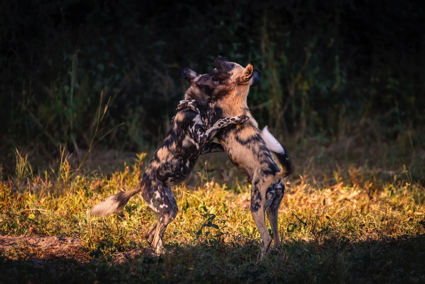 Amalinda -25 17.jpeg