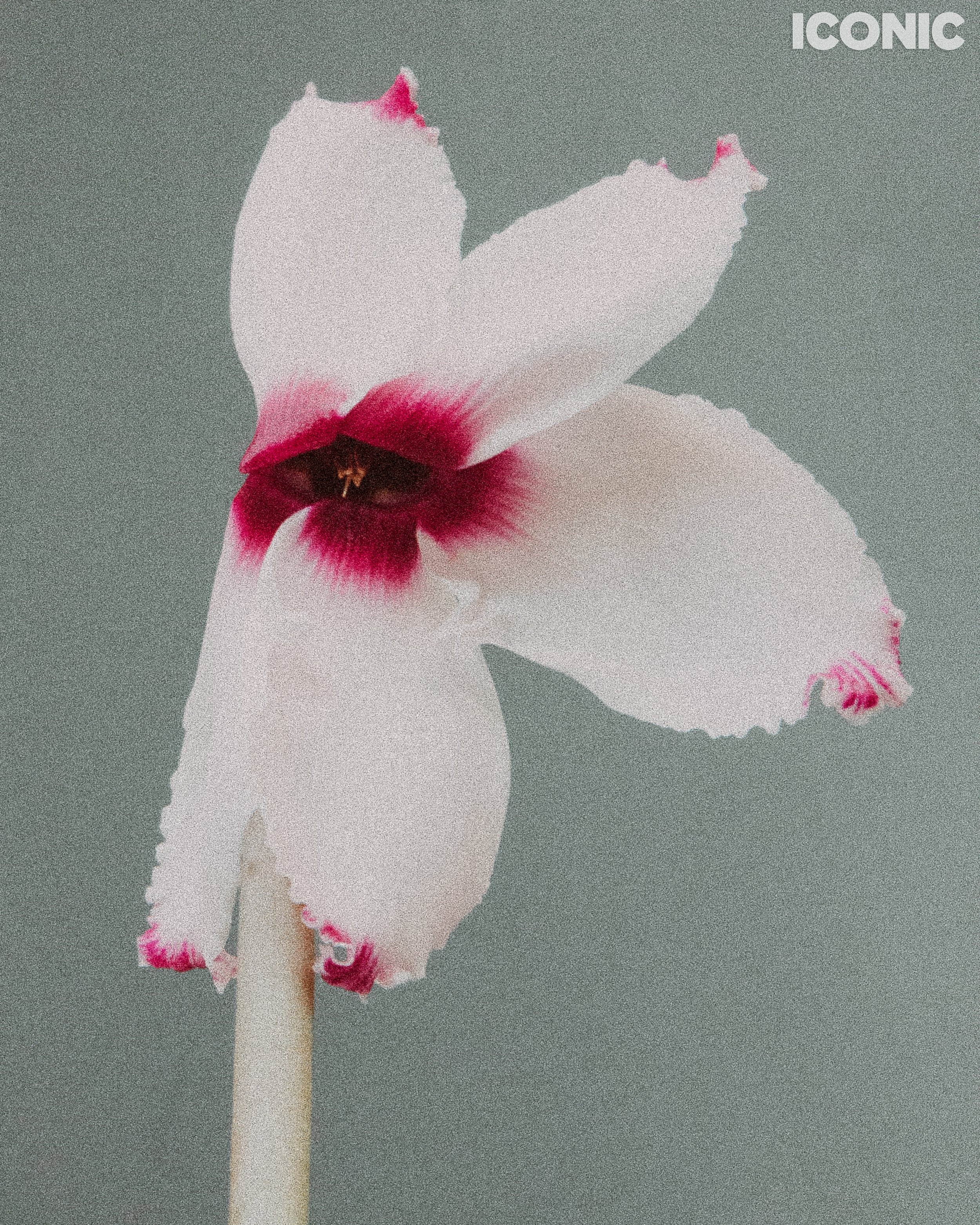 PHOTO BY
Federica Bizzarri
.