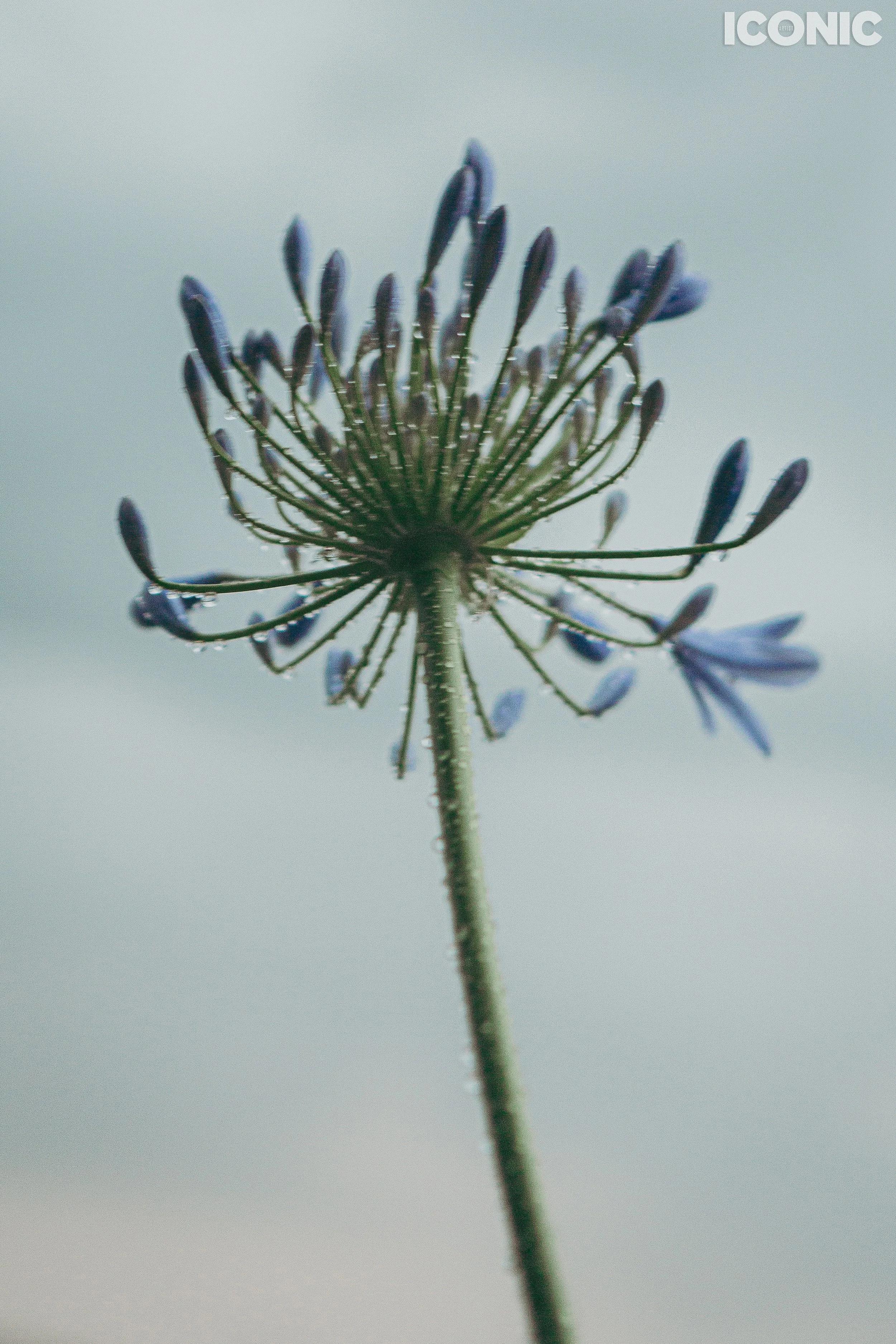 PHOTO BY
Federica Bizzarri
.