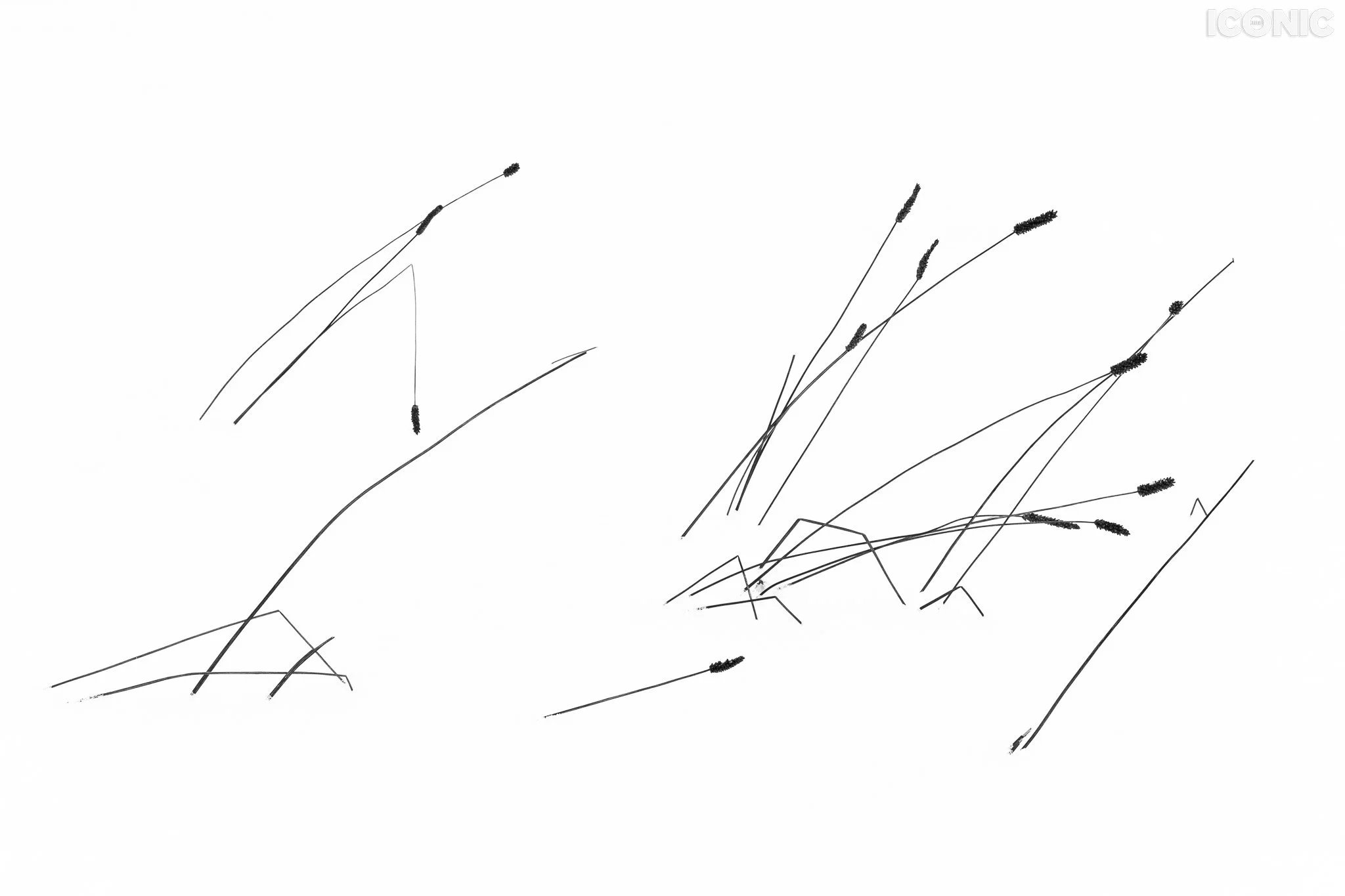 PHOTO BY
Natalia Pitirimova
.