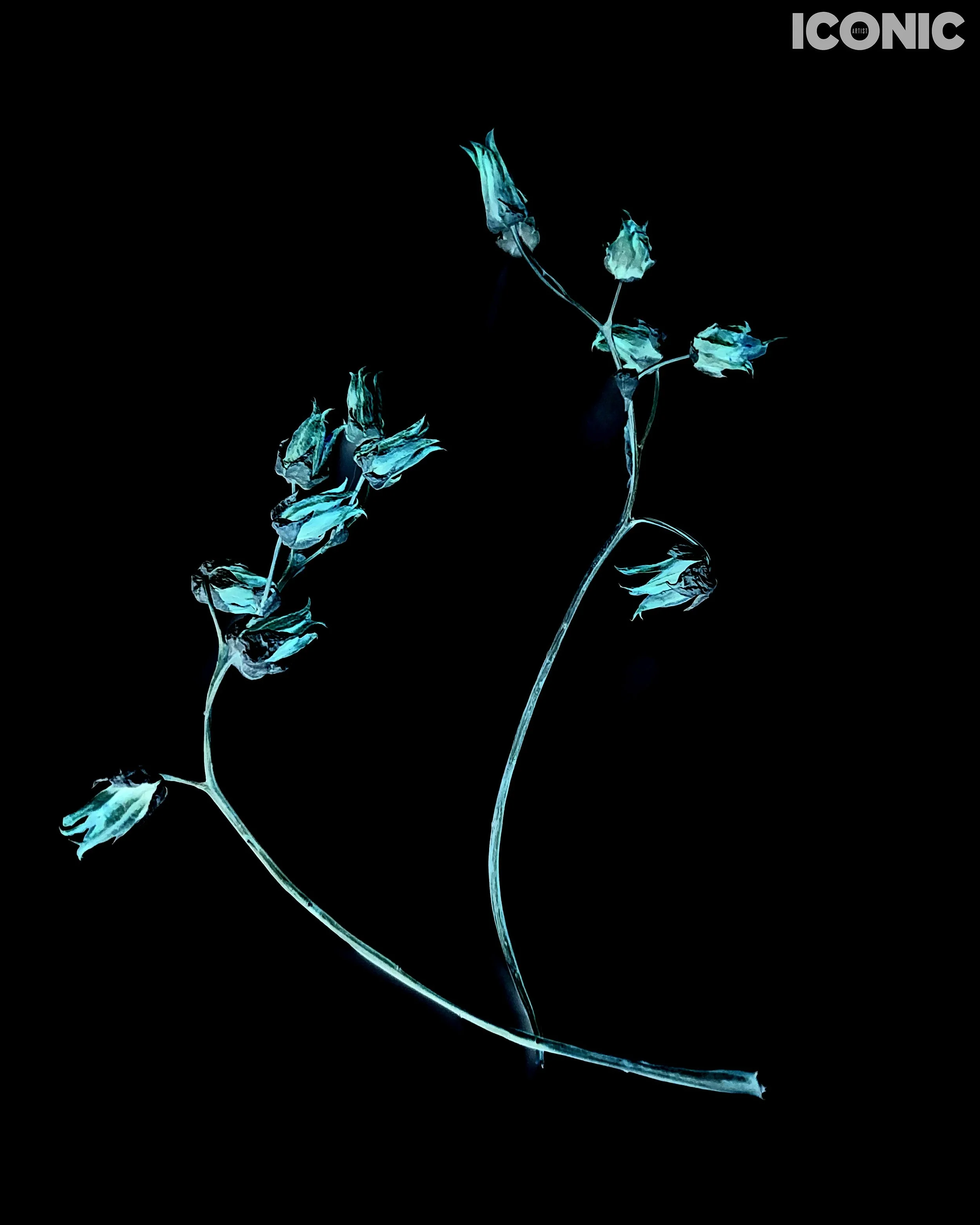 PHOTO BY
Annamaria Pinciotti
.