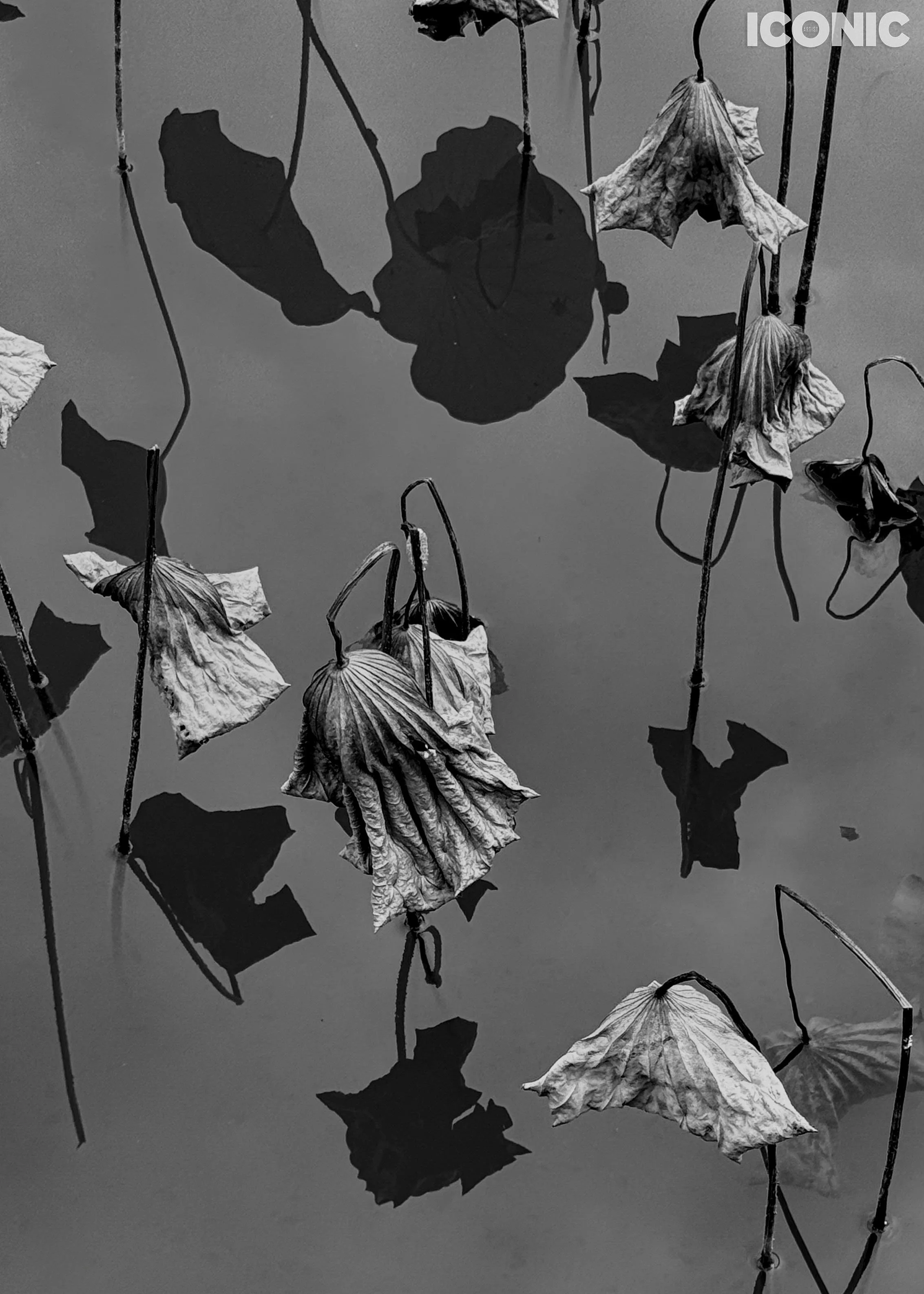 PHOTO BY
Irina Lomova
.