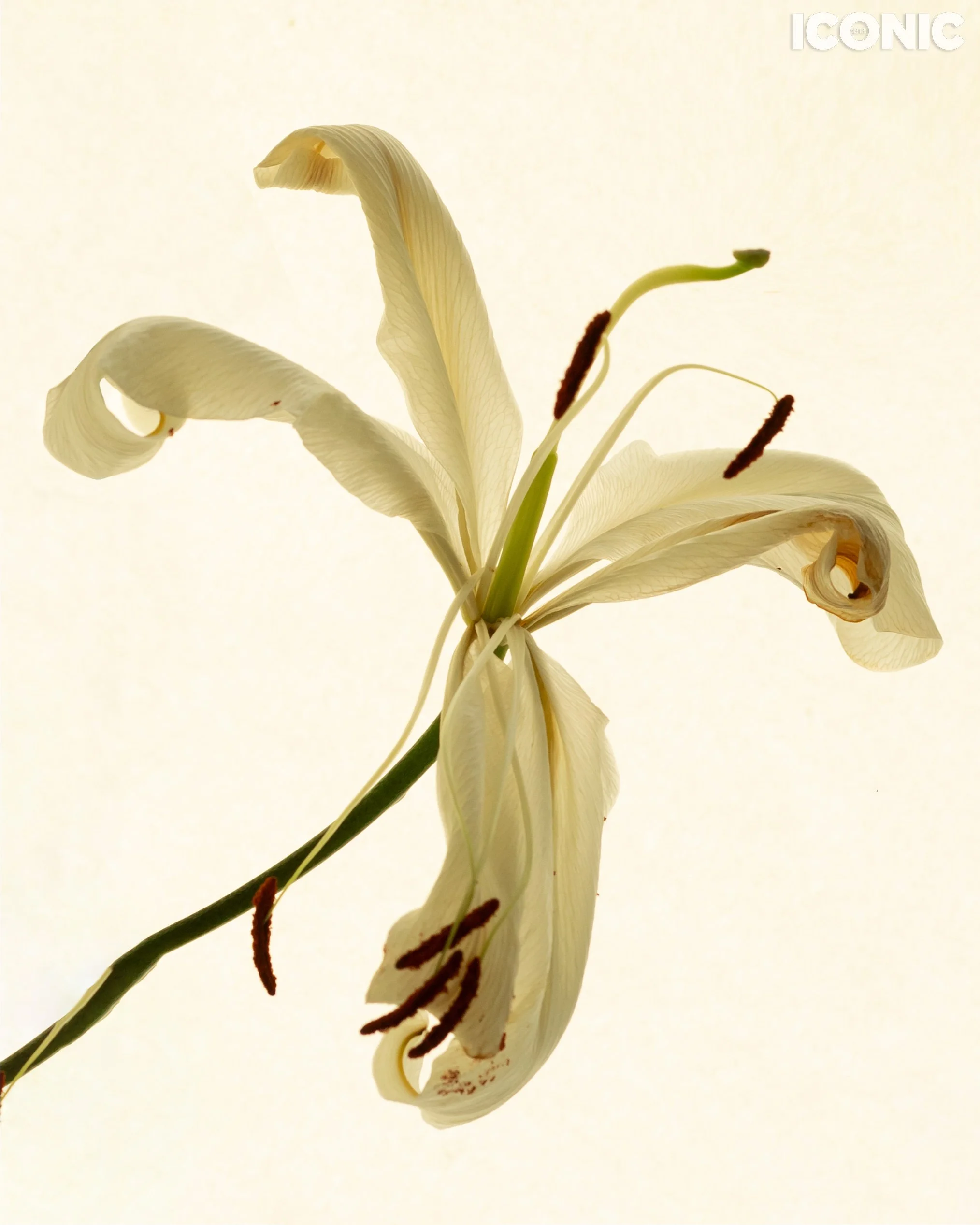 PHOTO BY
Marina Cherepanova
.