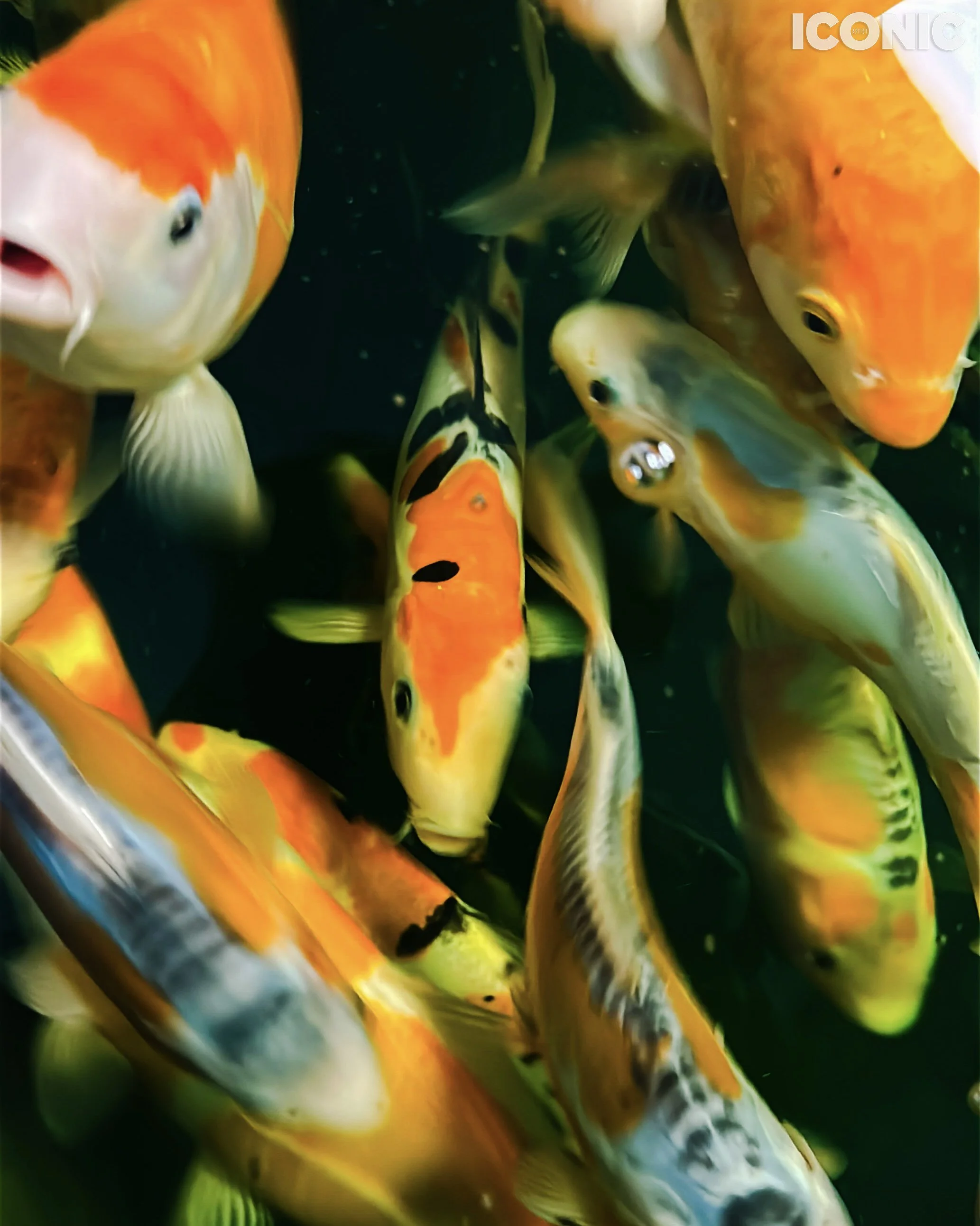 PHOTO BY
Zinaida Sassarini
.