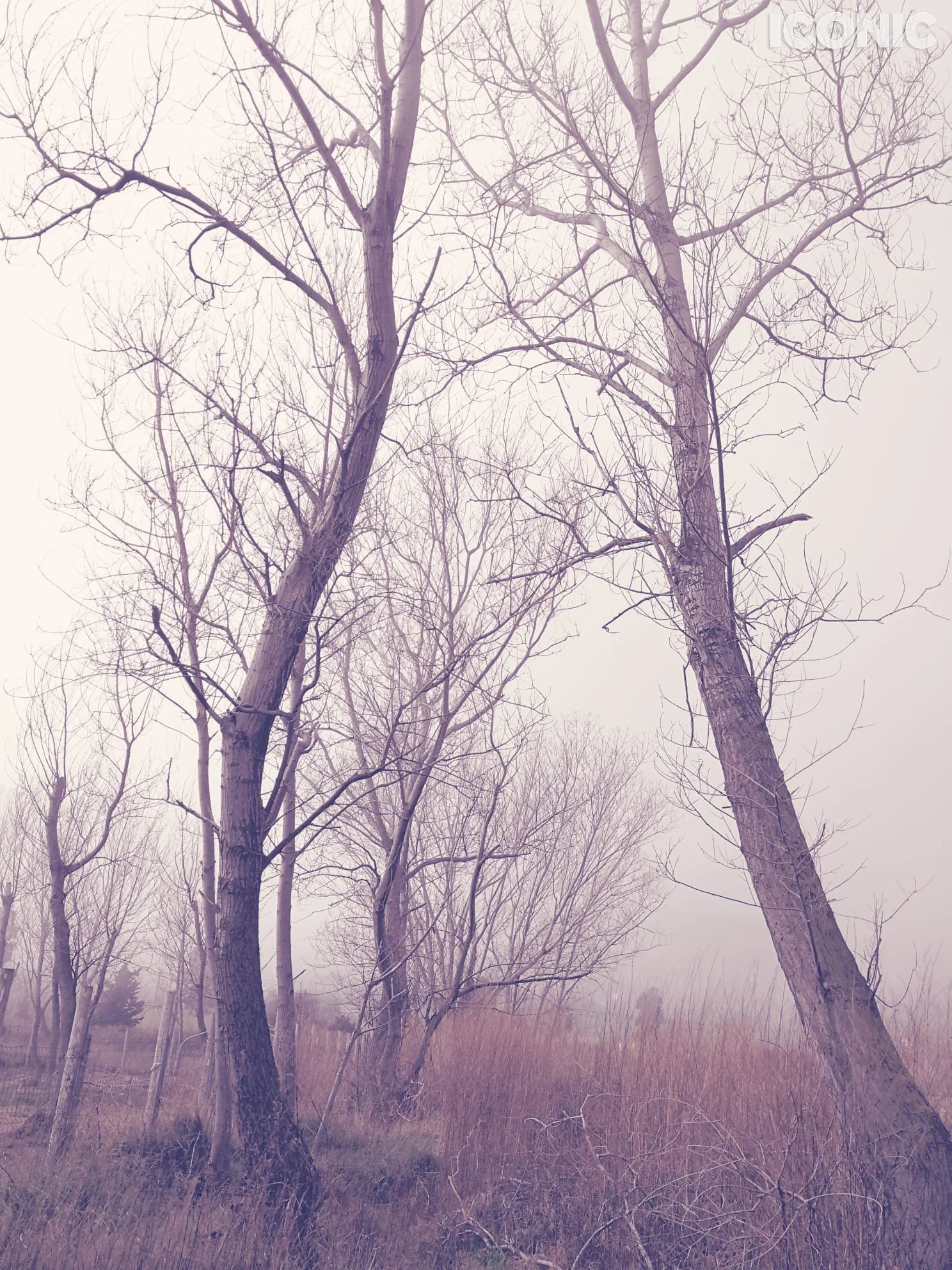 PHOTO BY
Annamaria Pinciotti
.