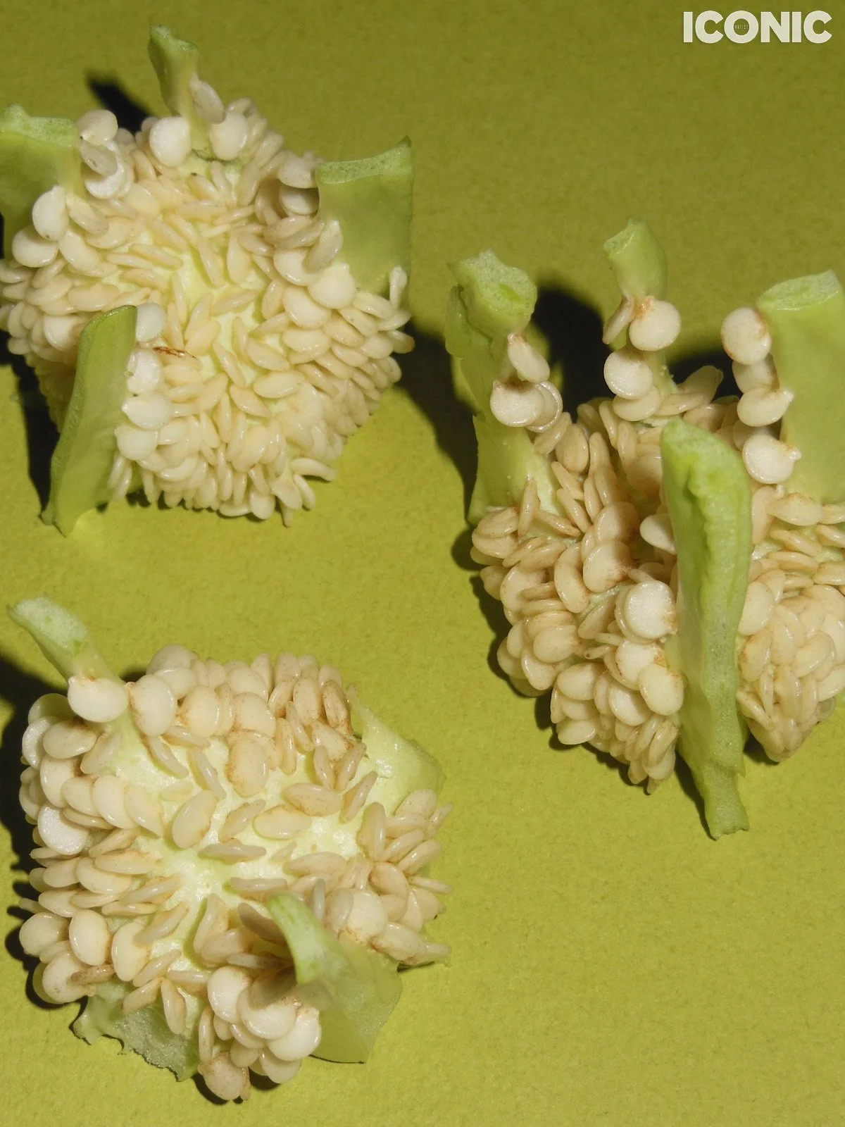 PHOTO BY
Nogi Kuchiko
.