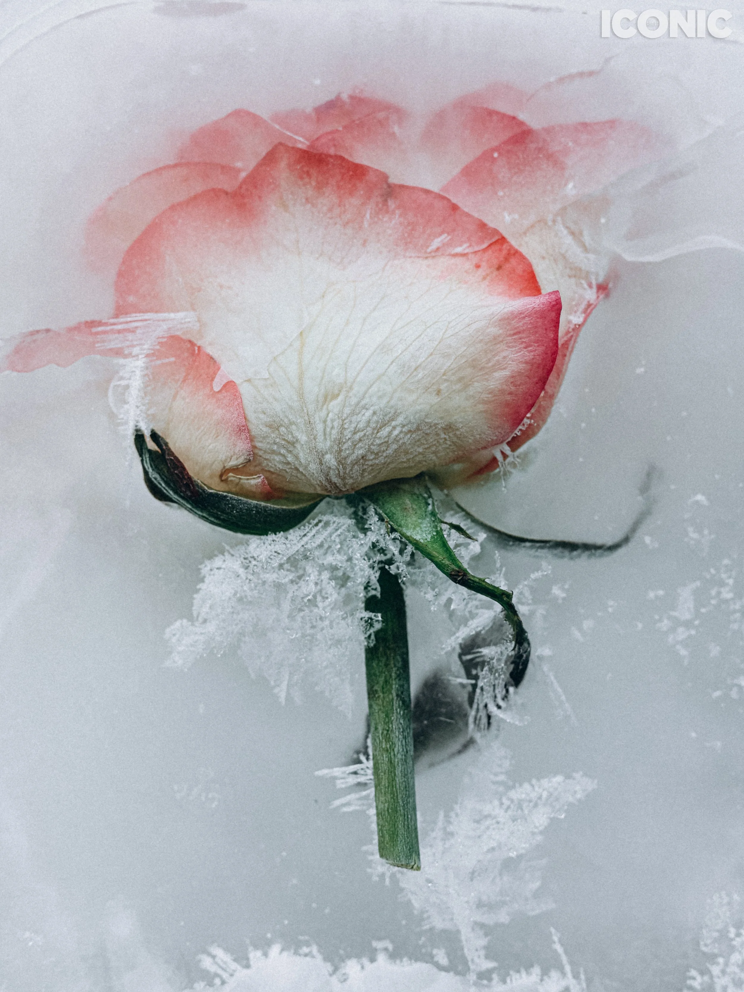 PHOTO BY
Marina Fomicheva
.