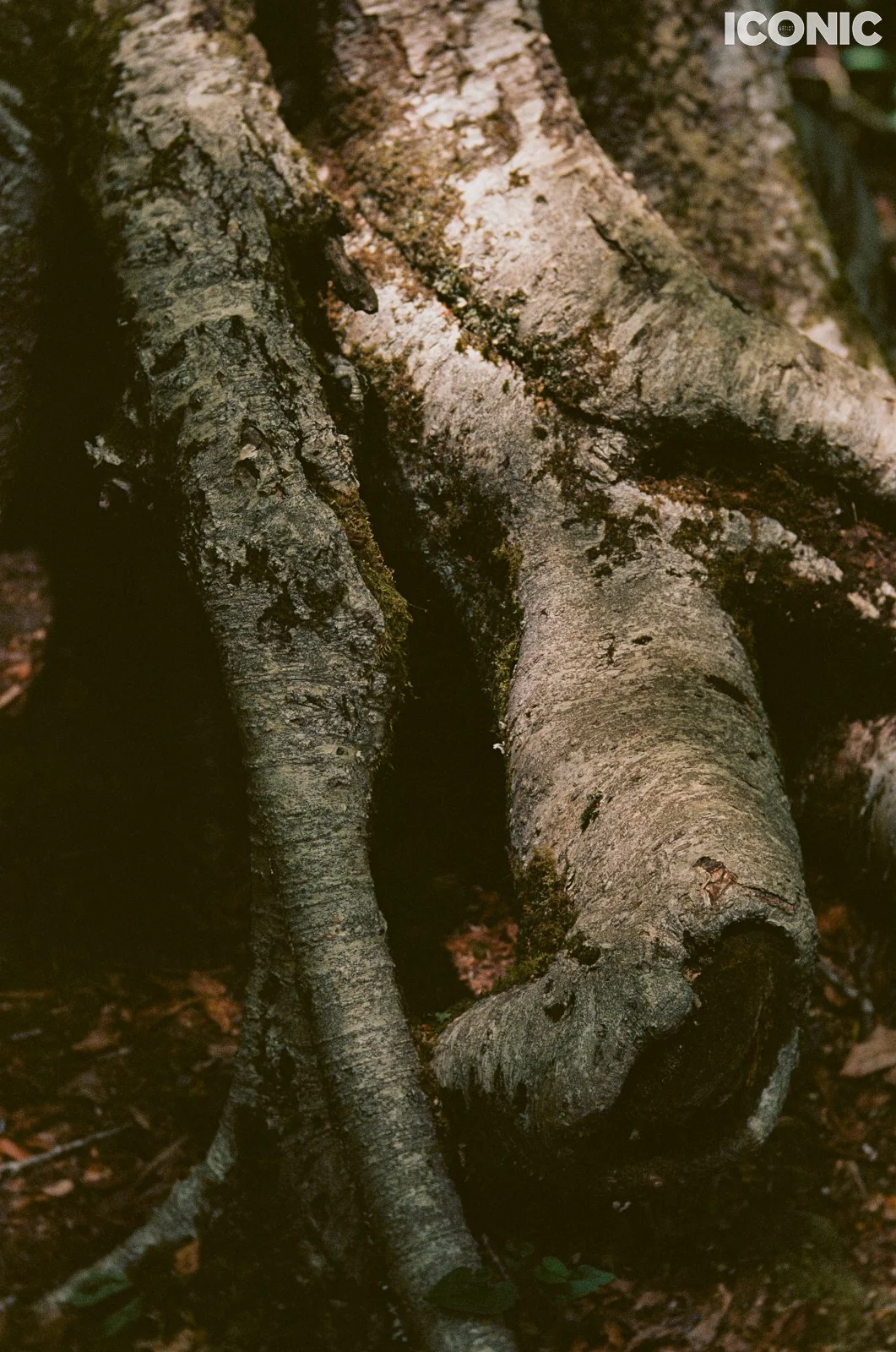 PHOTO BY
Anna Leonidov
.
