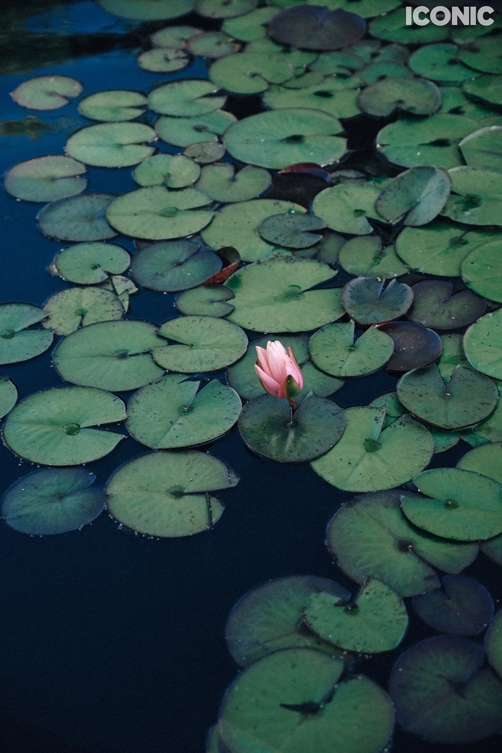 PHOTO BY
Elena Kniazheva
.