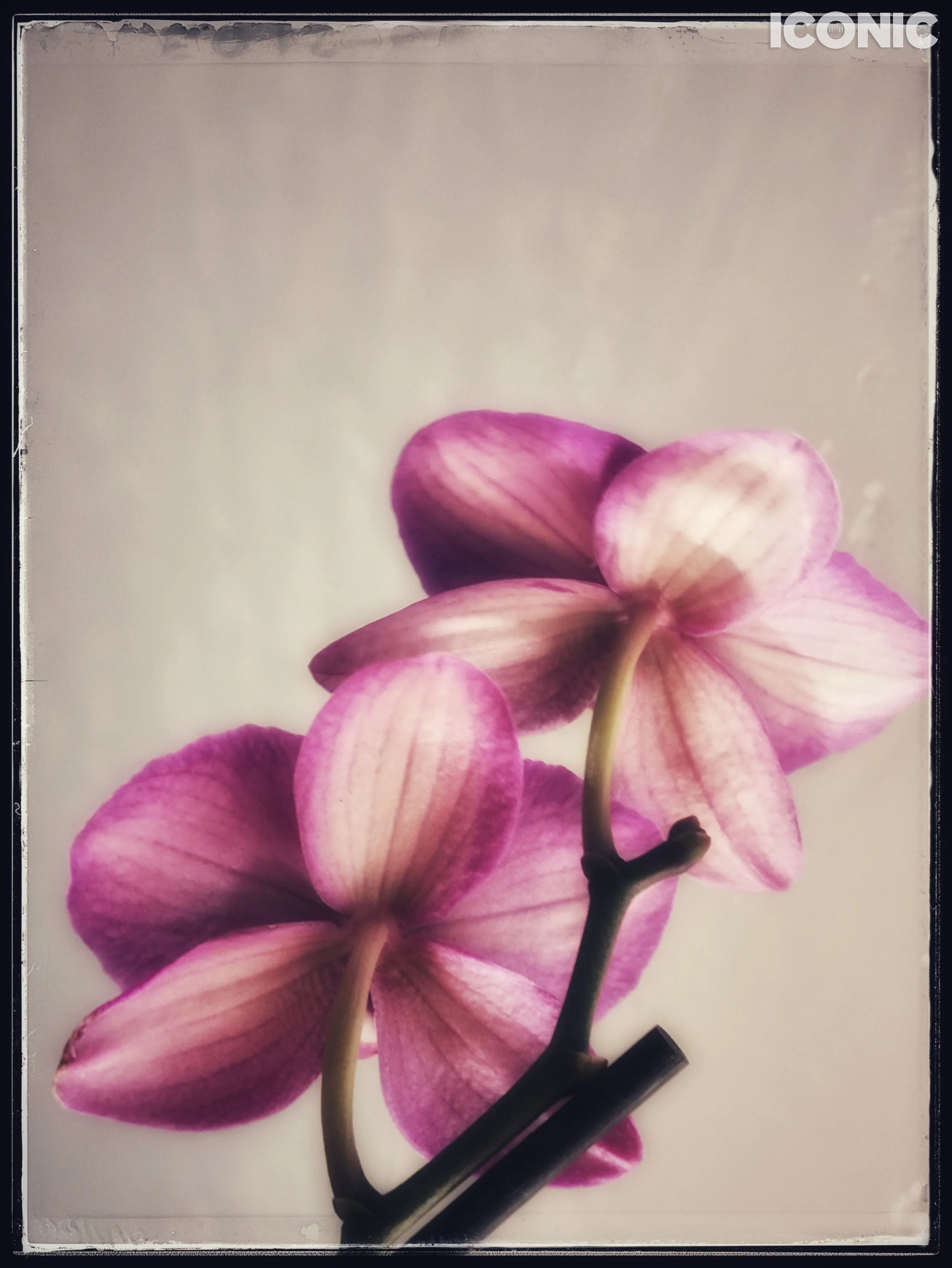 PHOTO BY
Rina Kevich
.