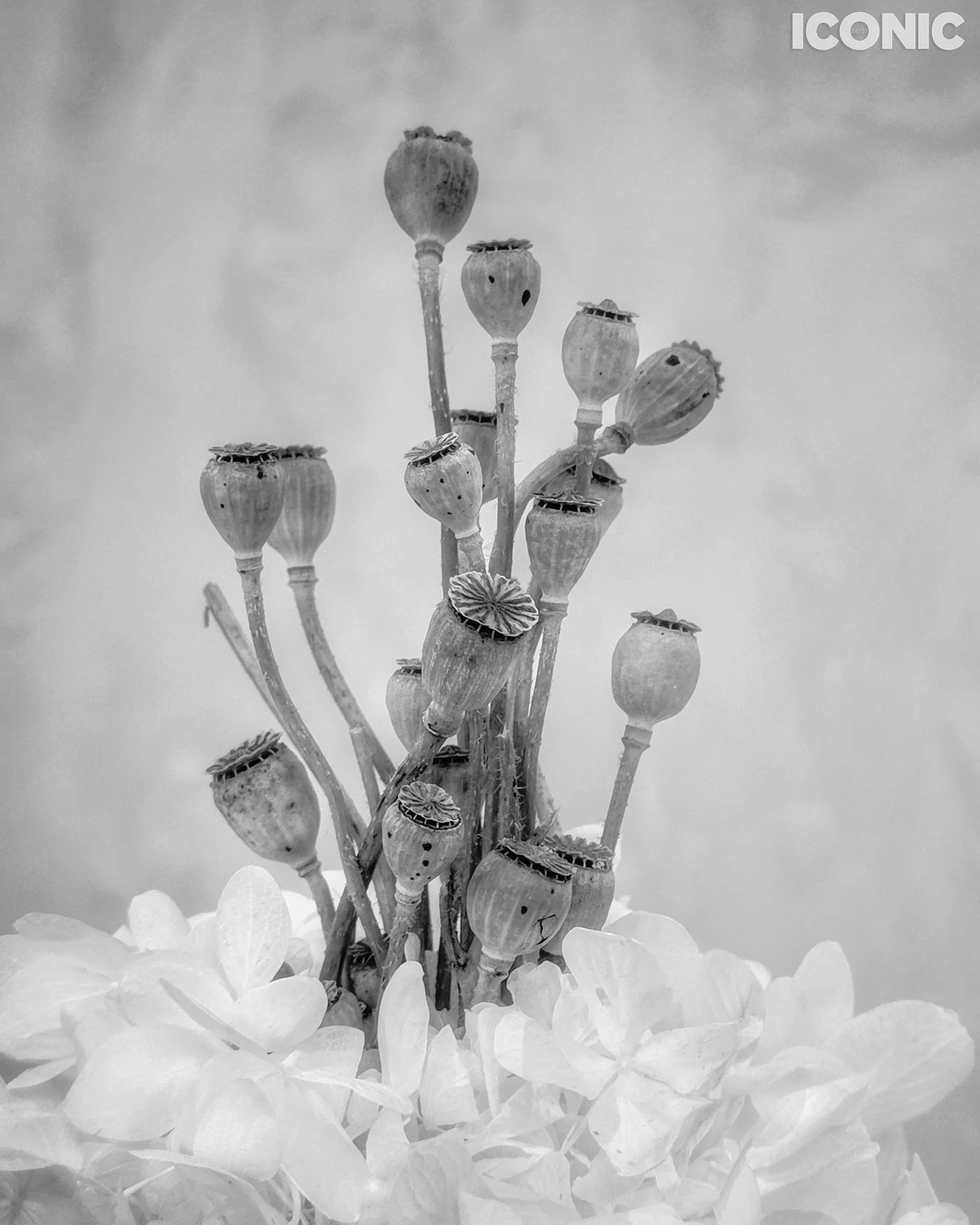 PHOTO BY
 Aleksandra Kropivka
.
