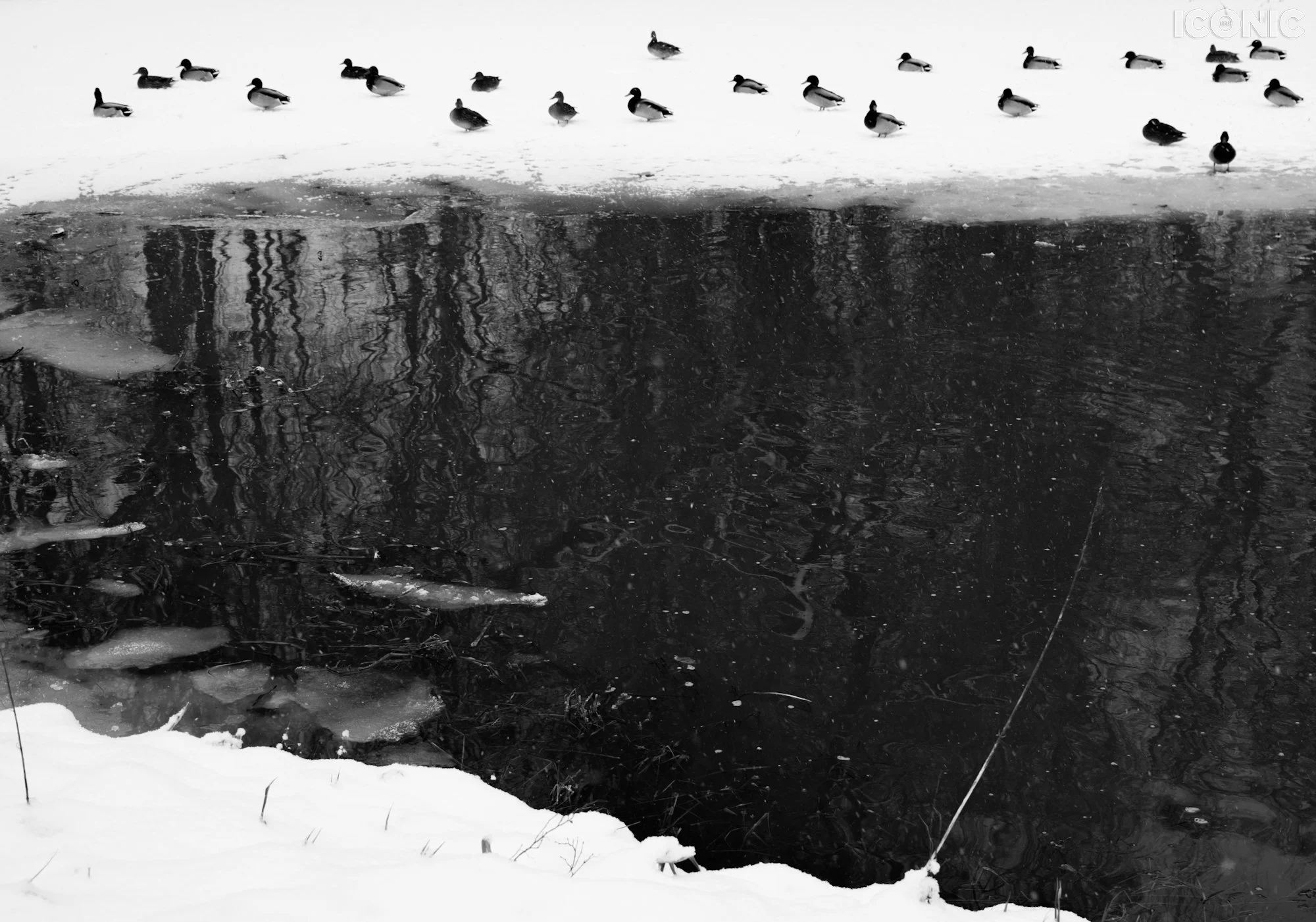 PHOTO BY
Ingrida Urbonavičienė
.