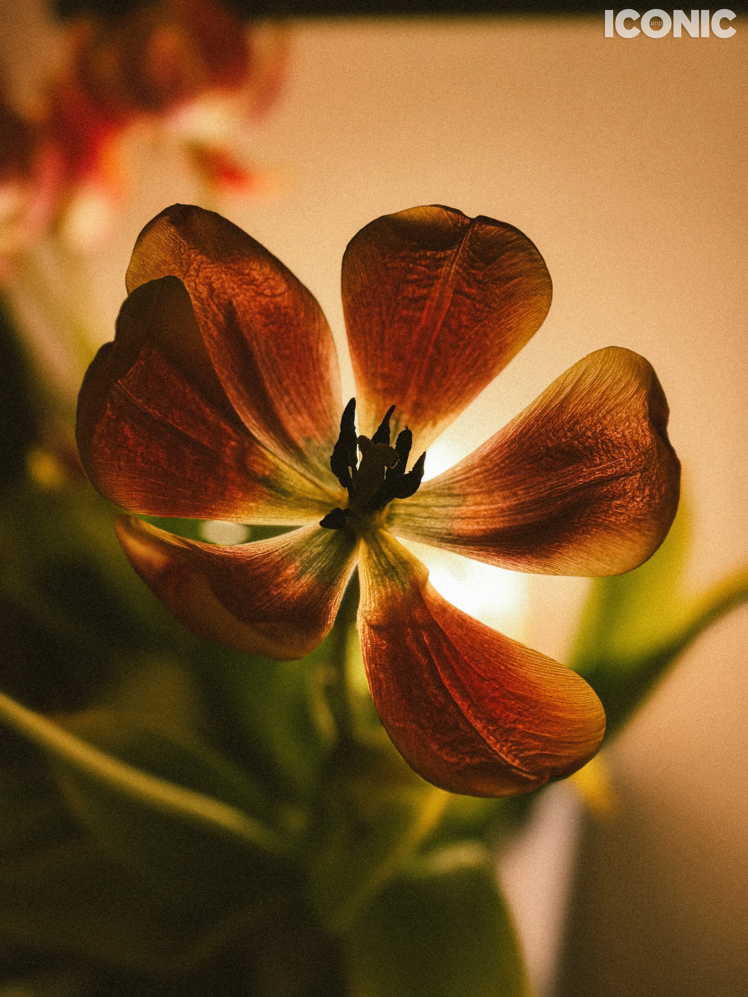 PHOTO BY
Julia Smilovitsky
.