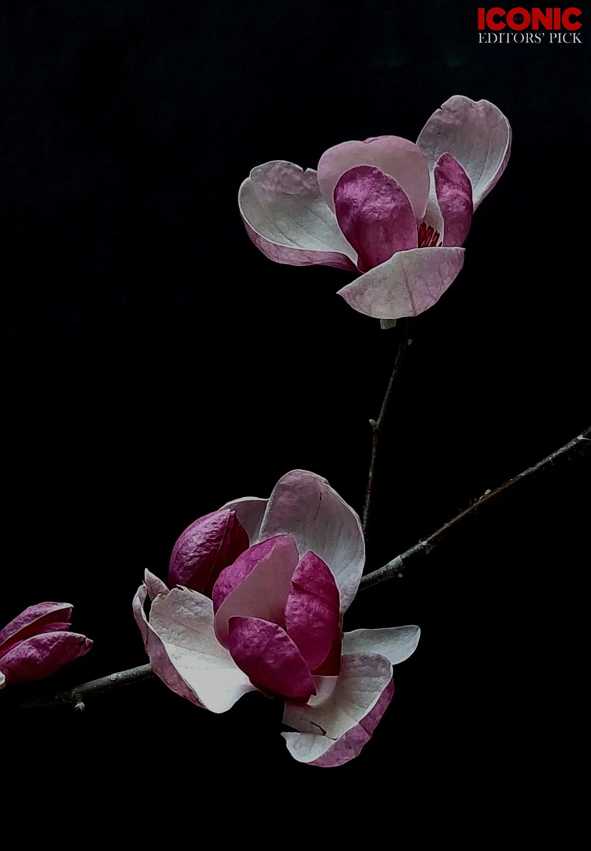 PHOTO BY
Annamaria Pinciotti
.