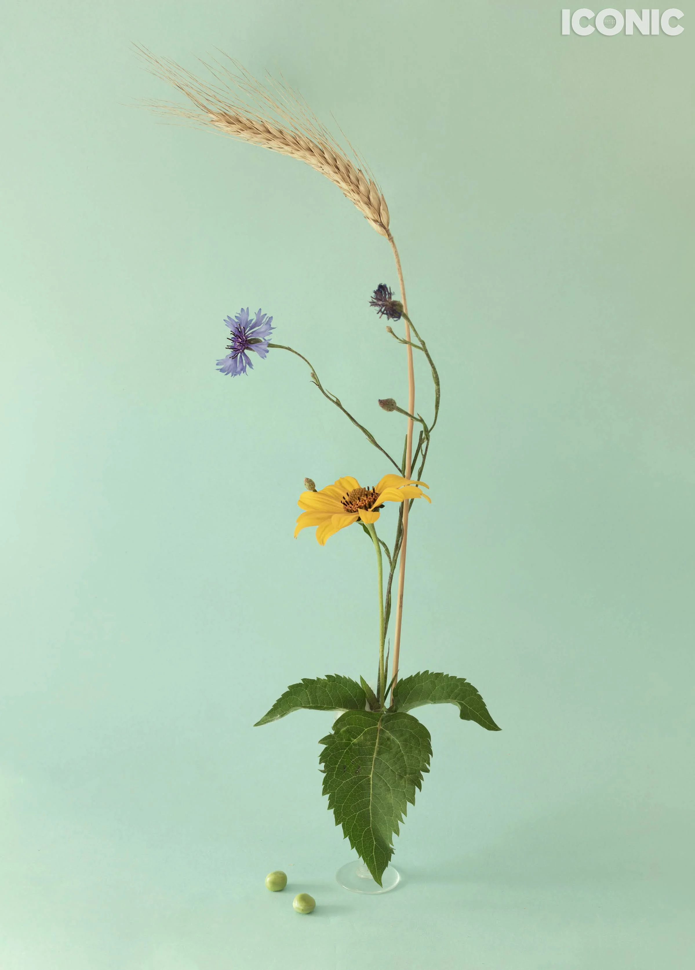 PHOTO BY
Aušra Pečiūrienė
.