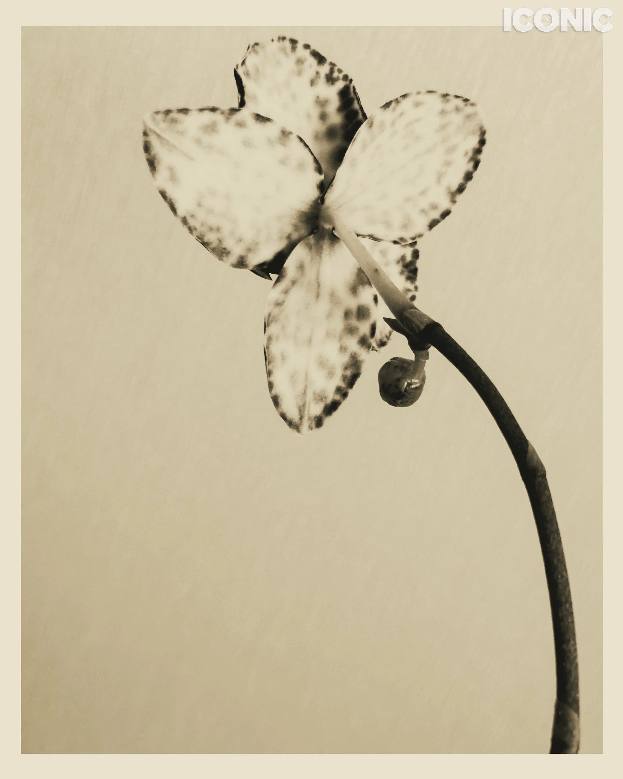 PHOTO BY
Marina Uglanova
.