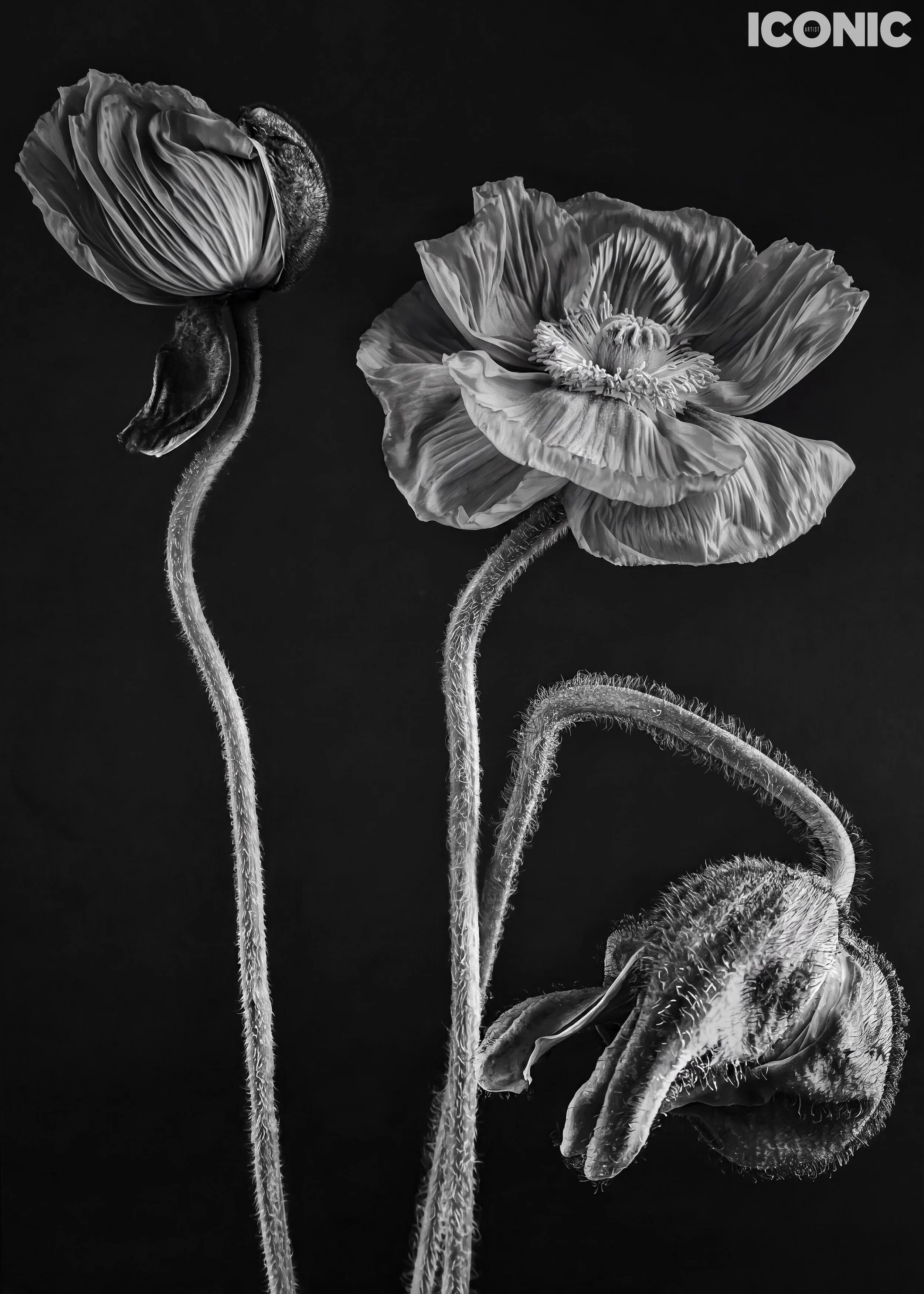 PHOTO BY
Marina Tanaeva
.
