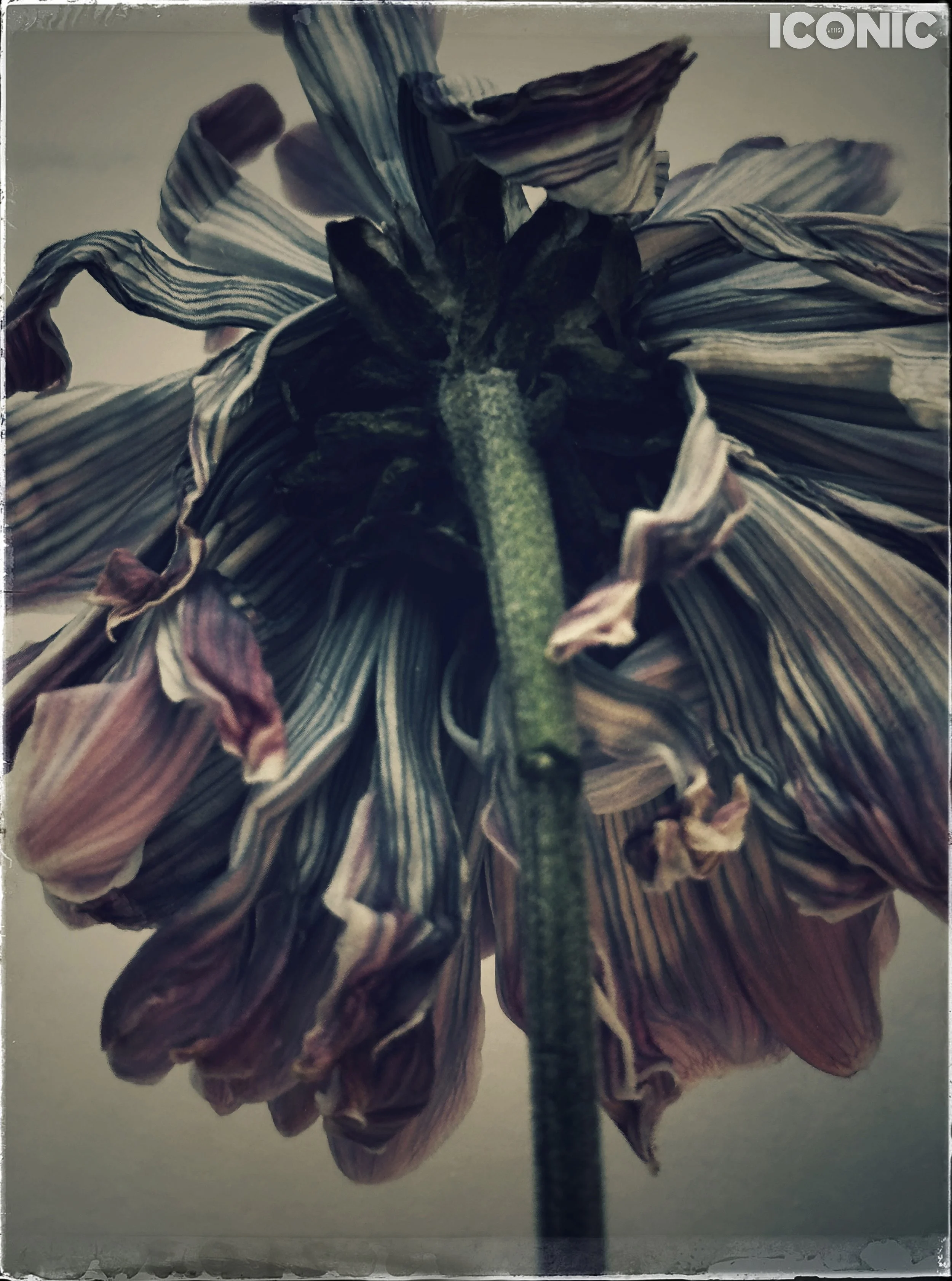 PHOTO BY
Marina Tanaeva
.