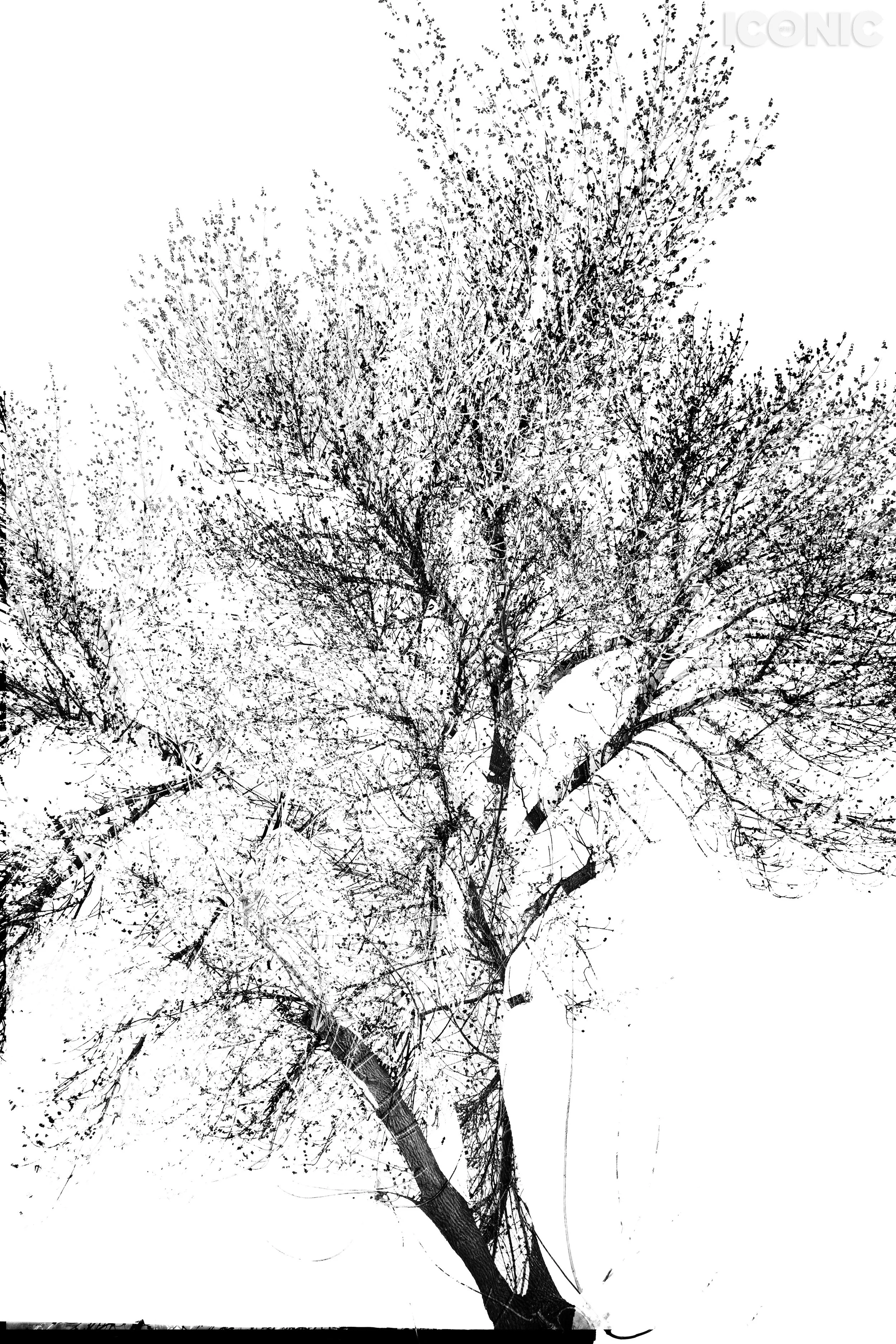 PHOTO BY
Tatyana Shevalye
.