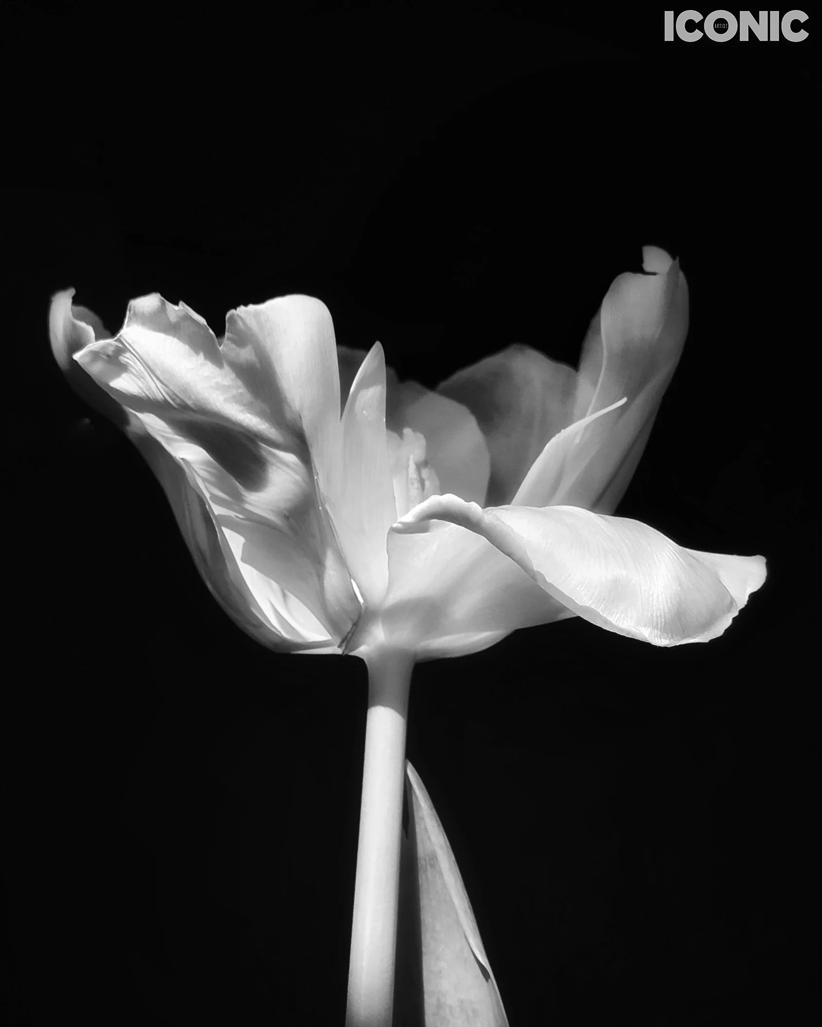 PHOTO BY
Aleksandra Kropivka
.