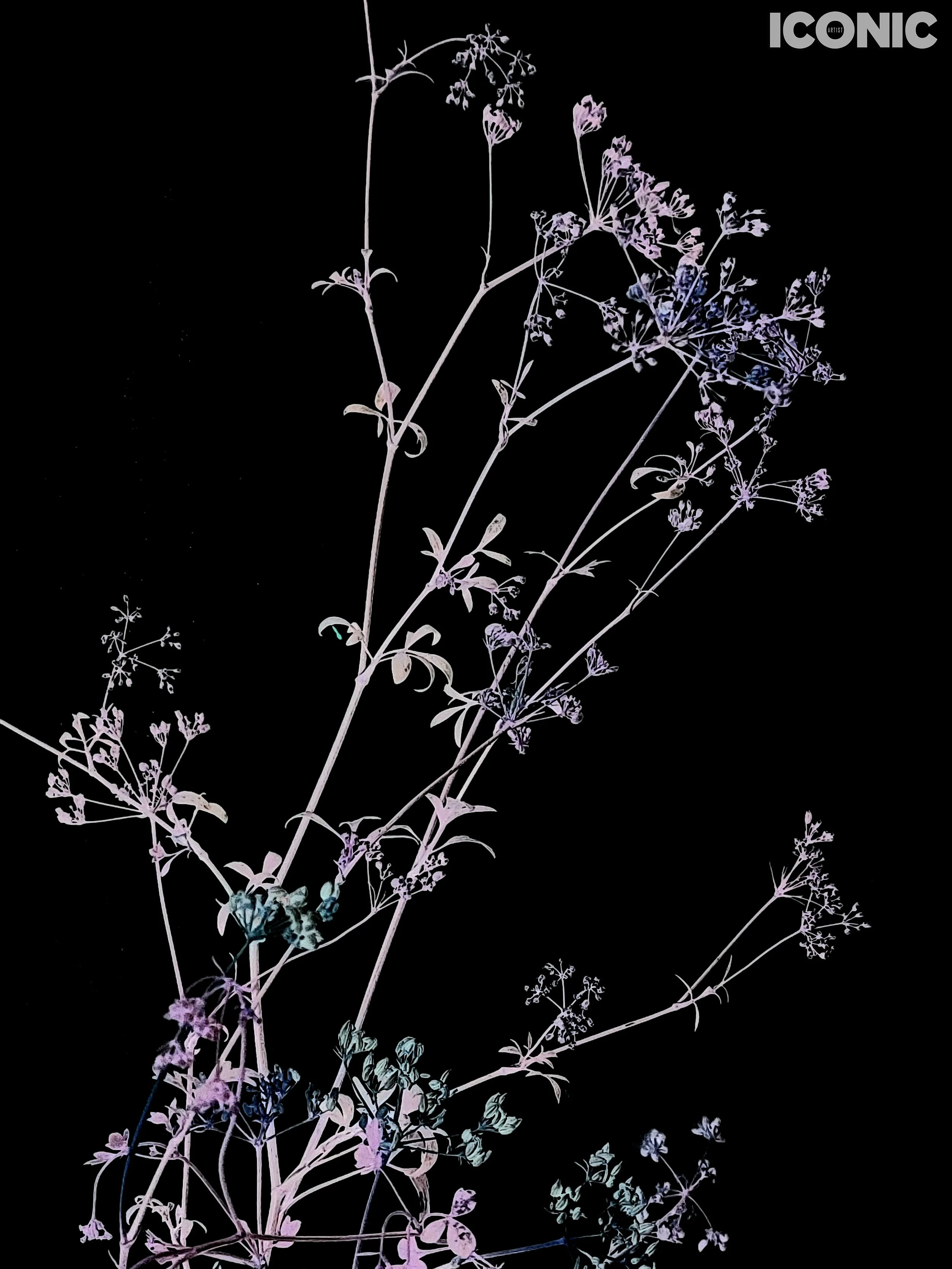 PHOTO BY
Annamaria Pinciotti
.