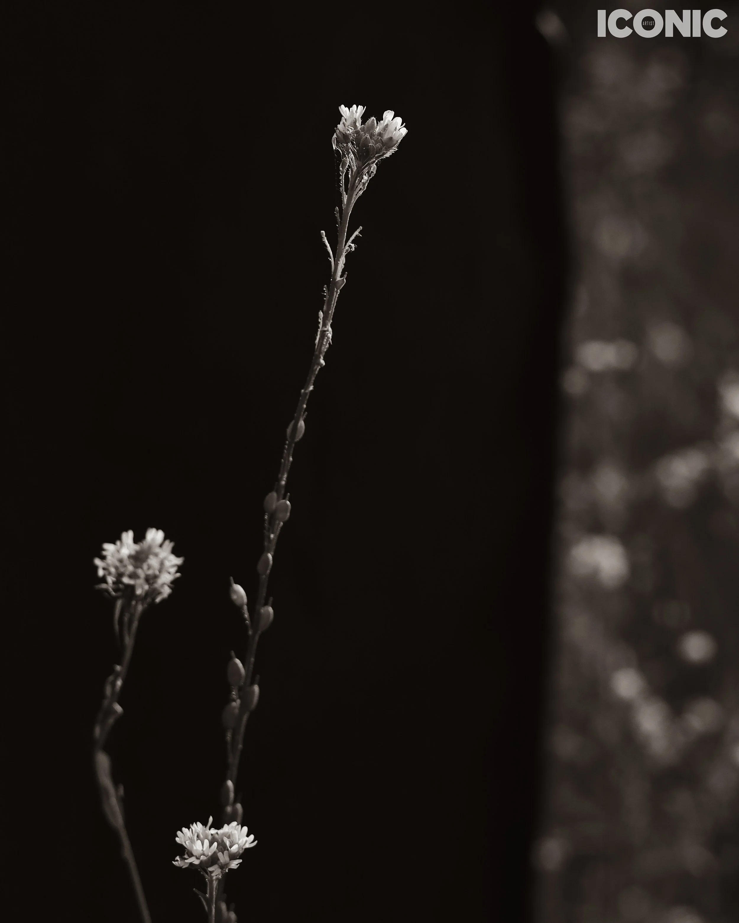 PHOTO BY
Tanya Yerko
.
