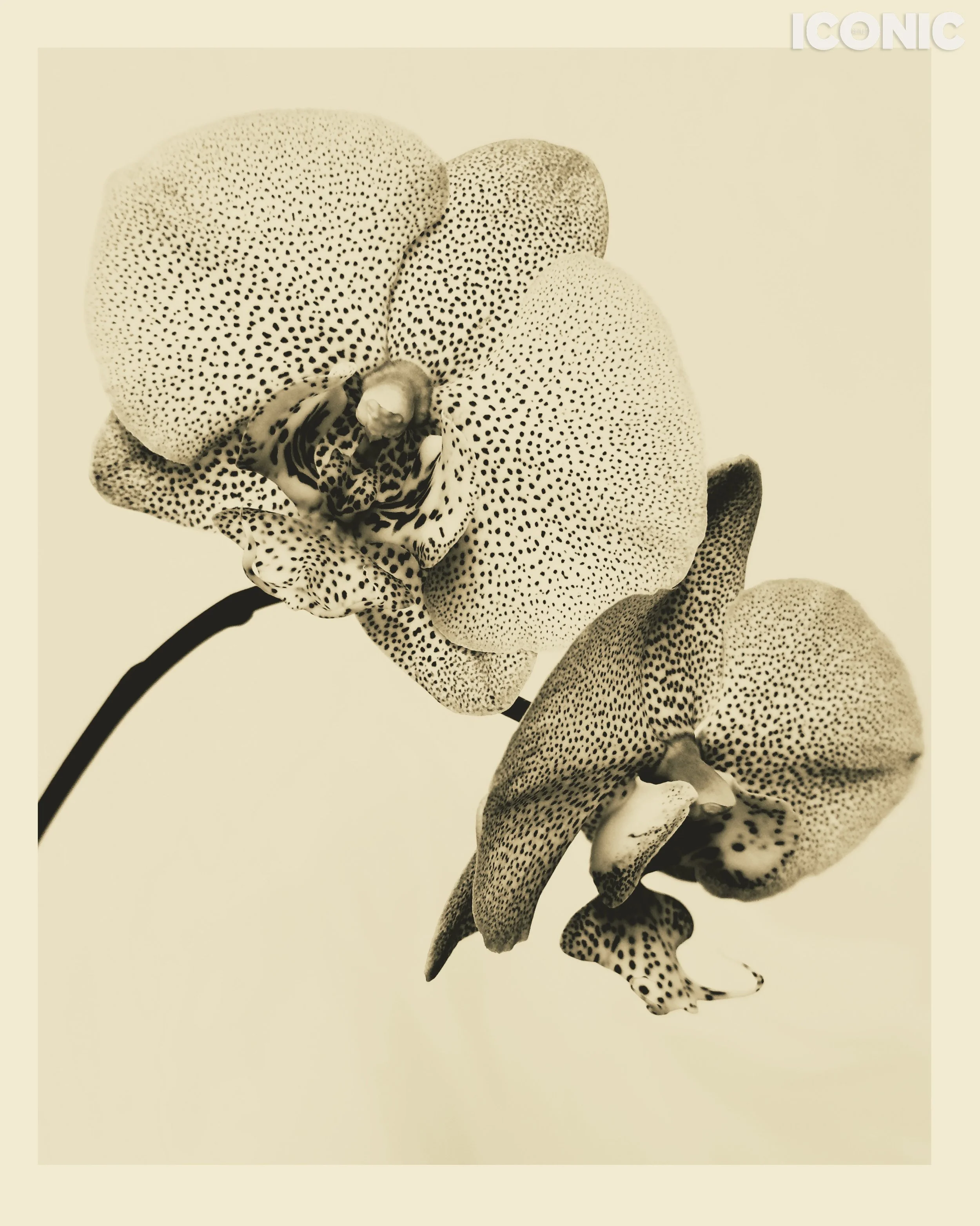 PHOTO BY
Marina Uglanova
.