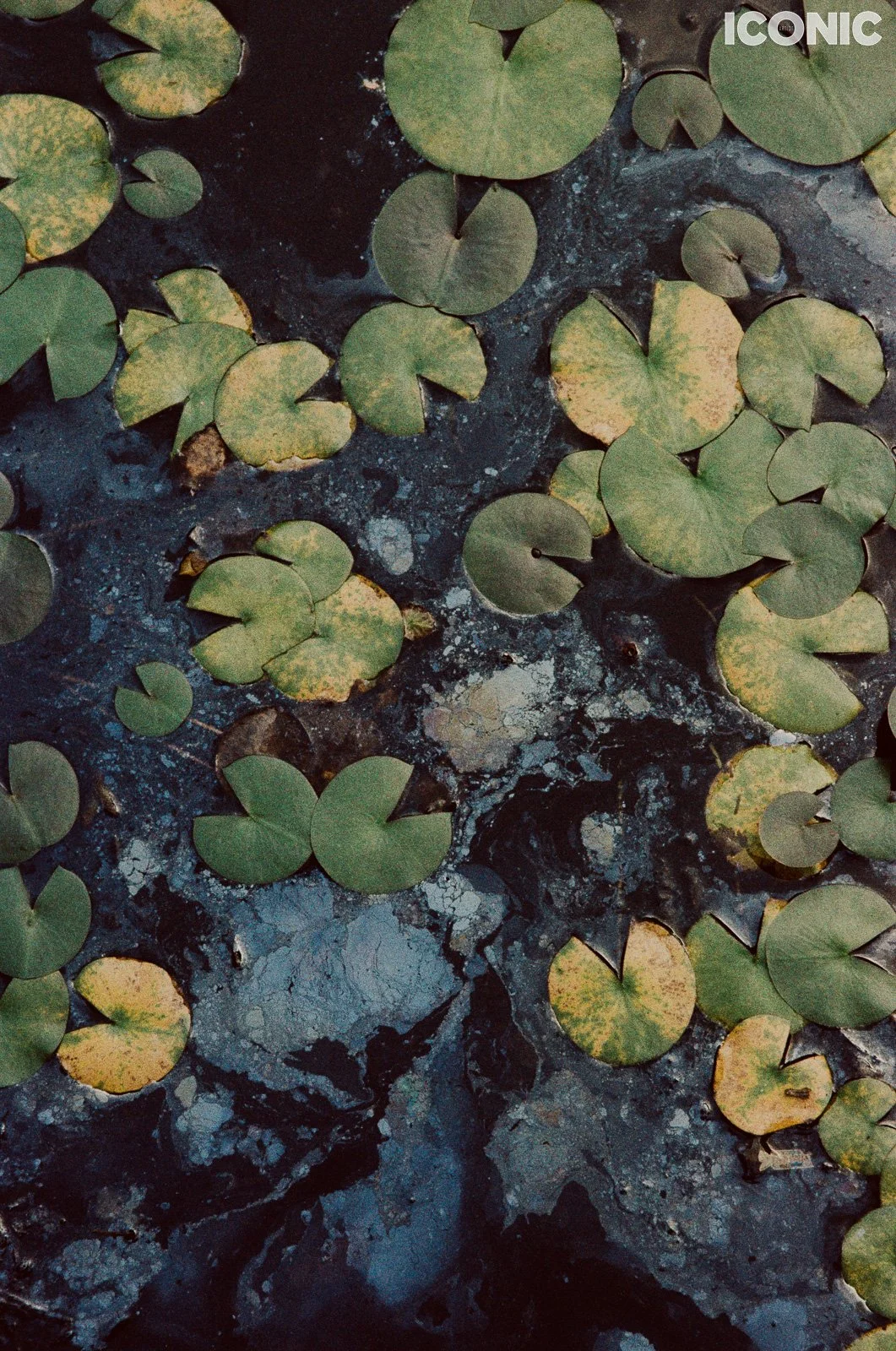 PHOTO BY
Anna Leonidov
.