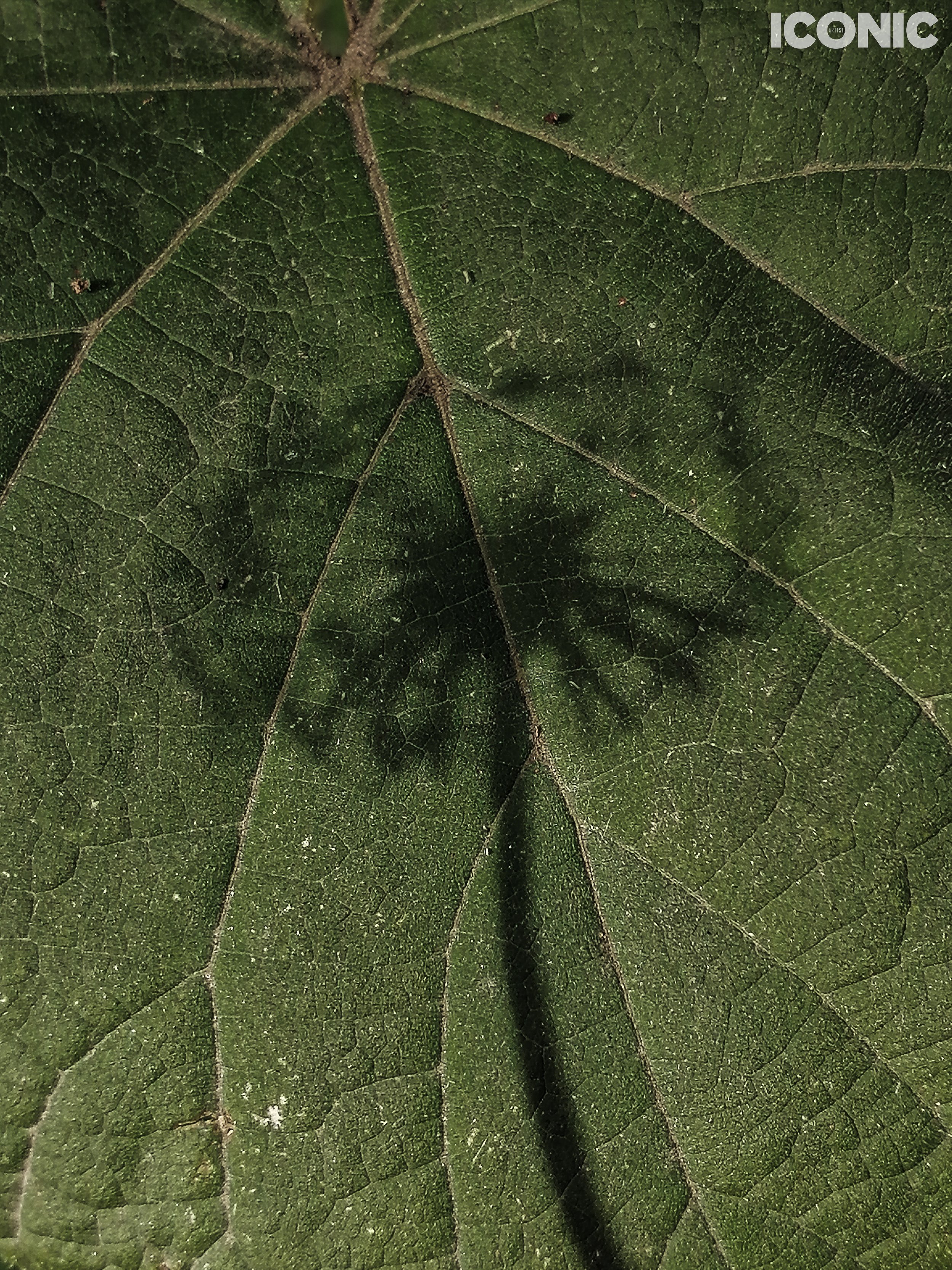 PHOTO BY
Natalia Soboleva
.