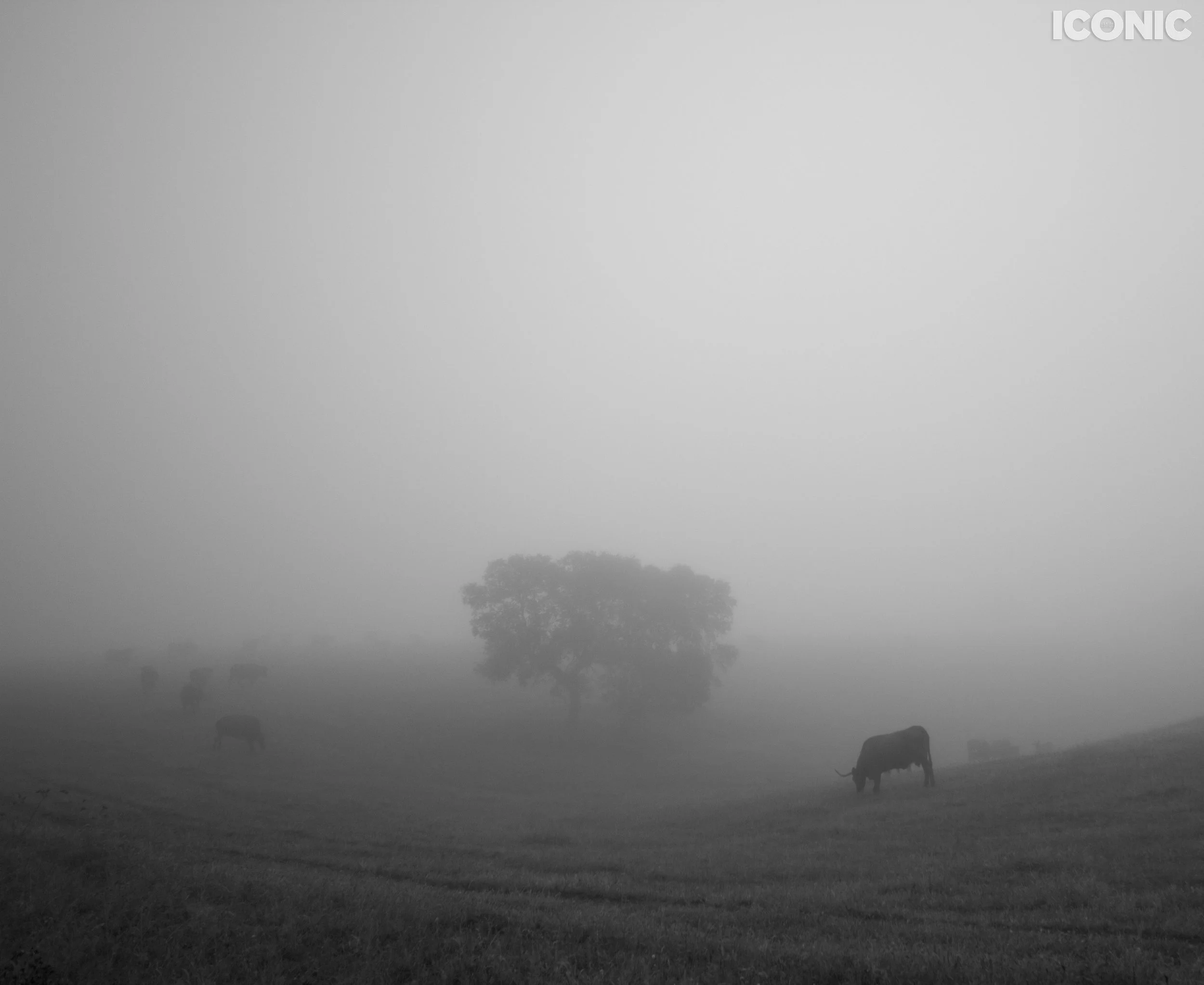PHOTO BY
Pablo Fanque
.