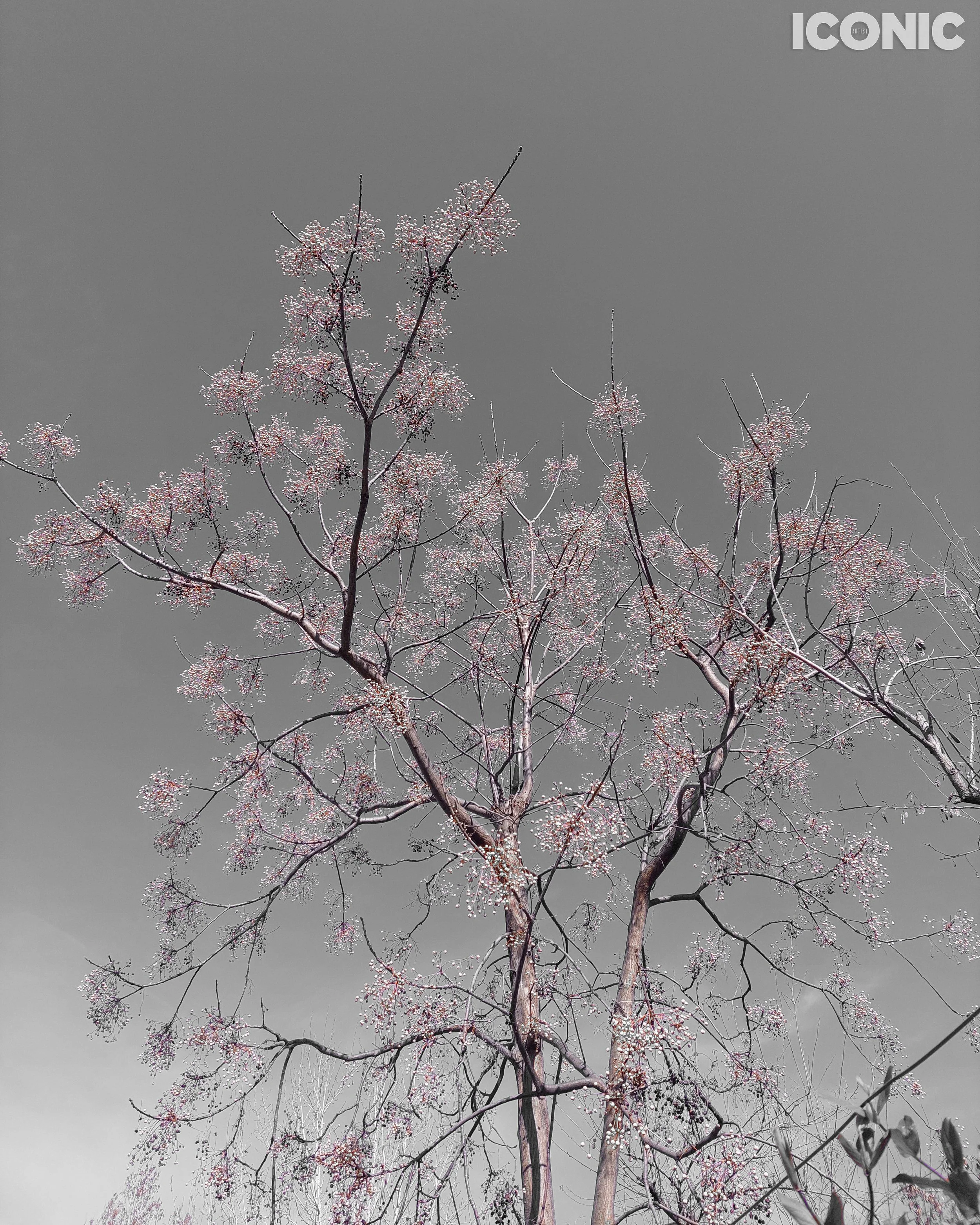 PHOTO BY
Annamaria Pinciotti
.