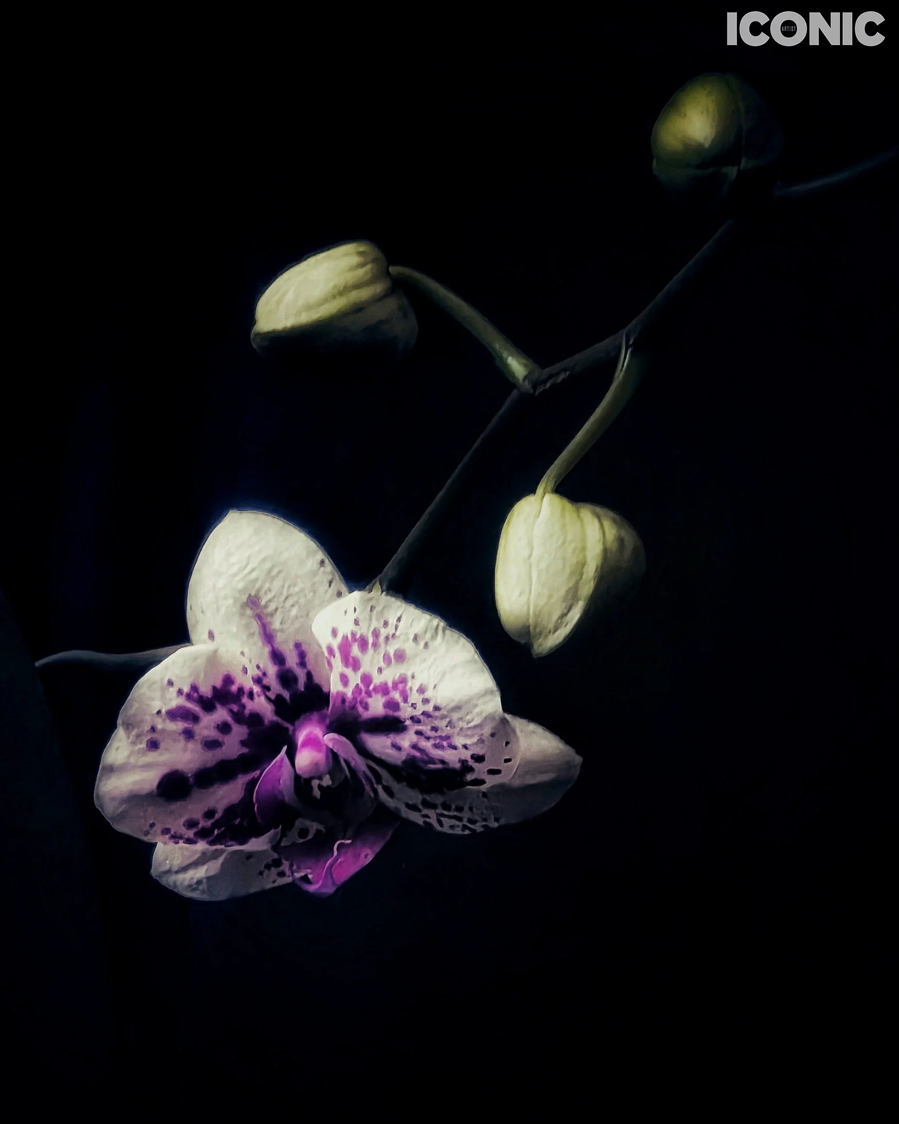 PHOTO BY
Aleksandra Kropivka
.