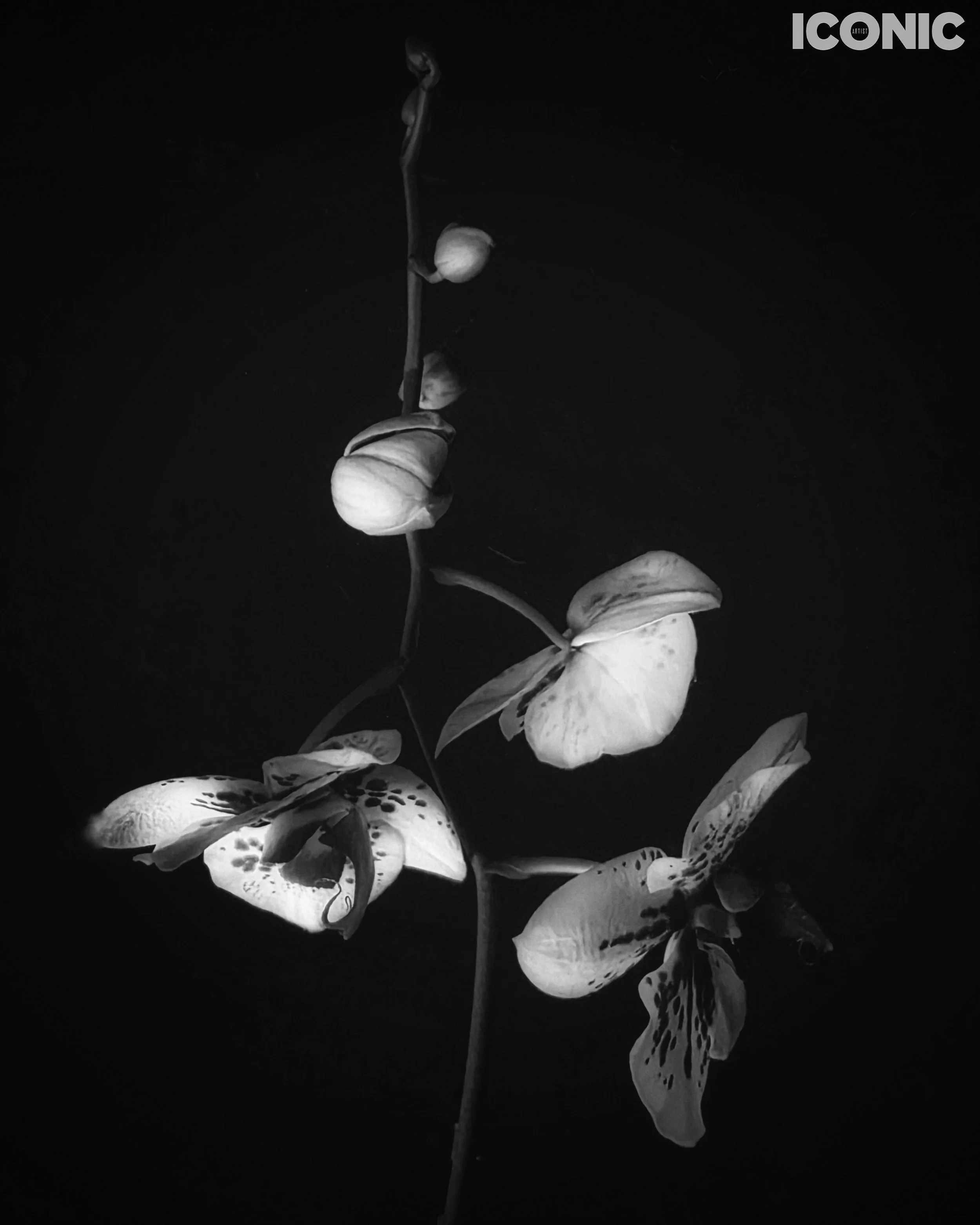 PHOTO BY
Aleksandra Kropivka
.