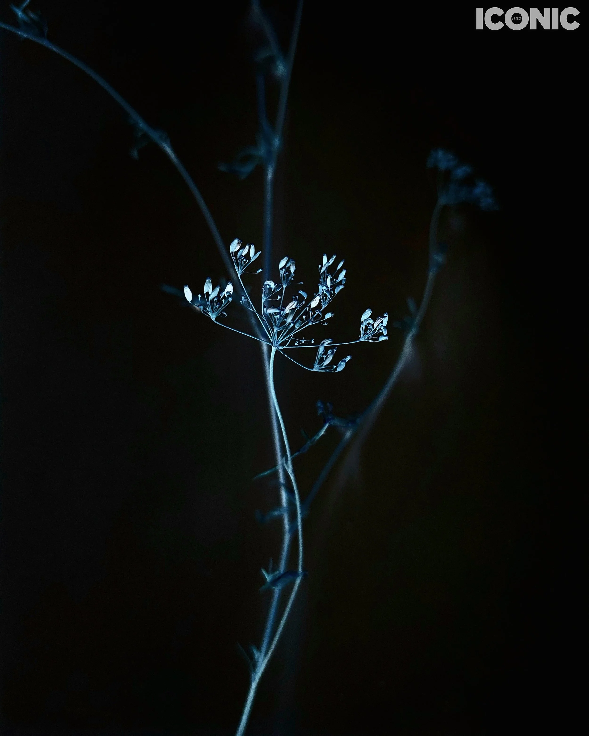 PHOTO BY
Annamaria Pinciotti
.