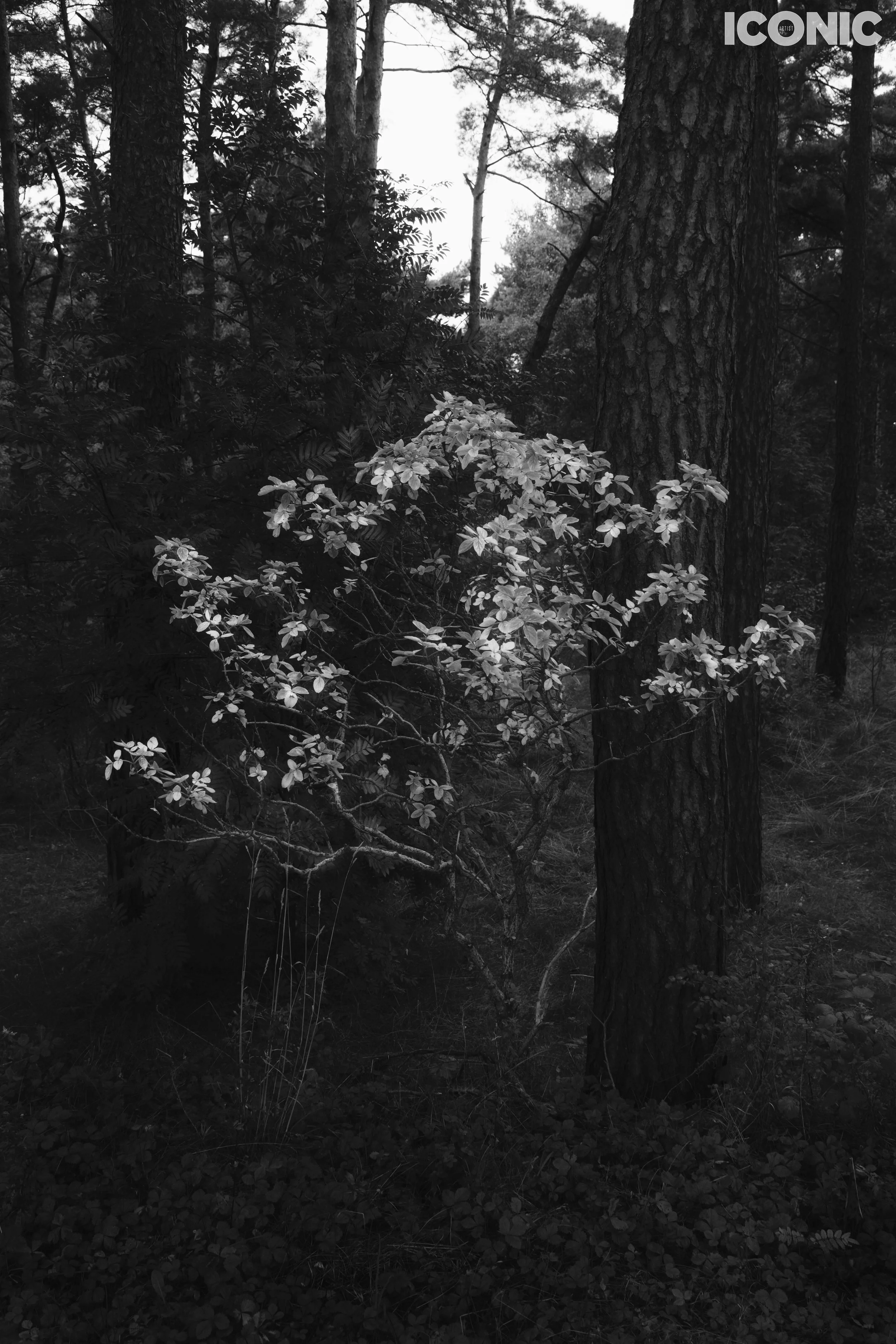 PHOTO BY
Ingrida Urbonavičienė
.