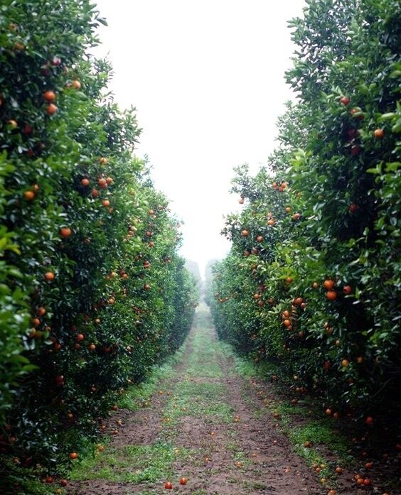 Misty @unclemattsorganic orchard giving off spooky vibes. ⁠
⁠
⁠
#autumn #organicfood #healthyliving #raw #beauty